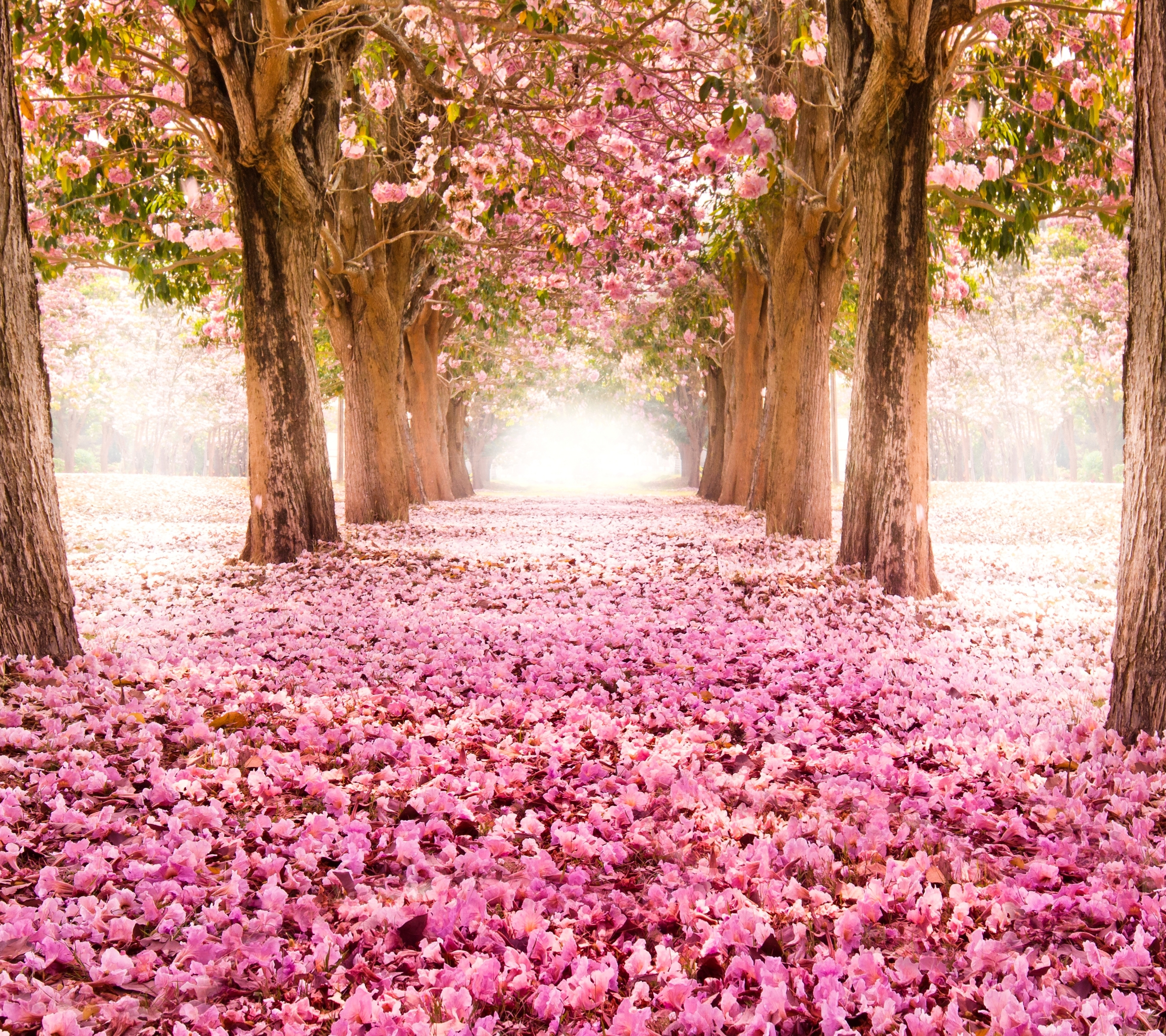 Розовый лес в Ирландии