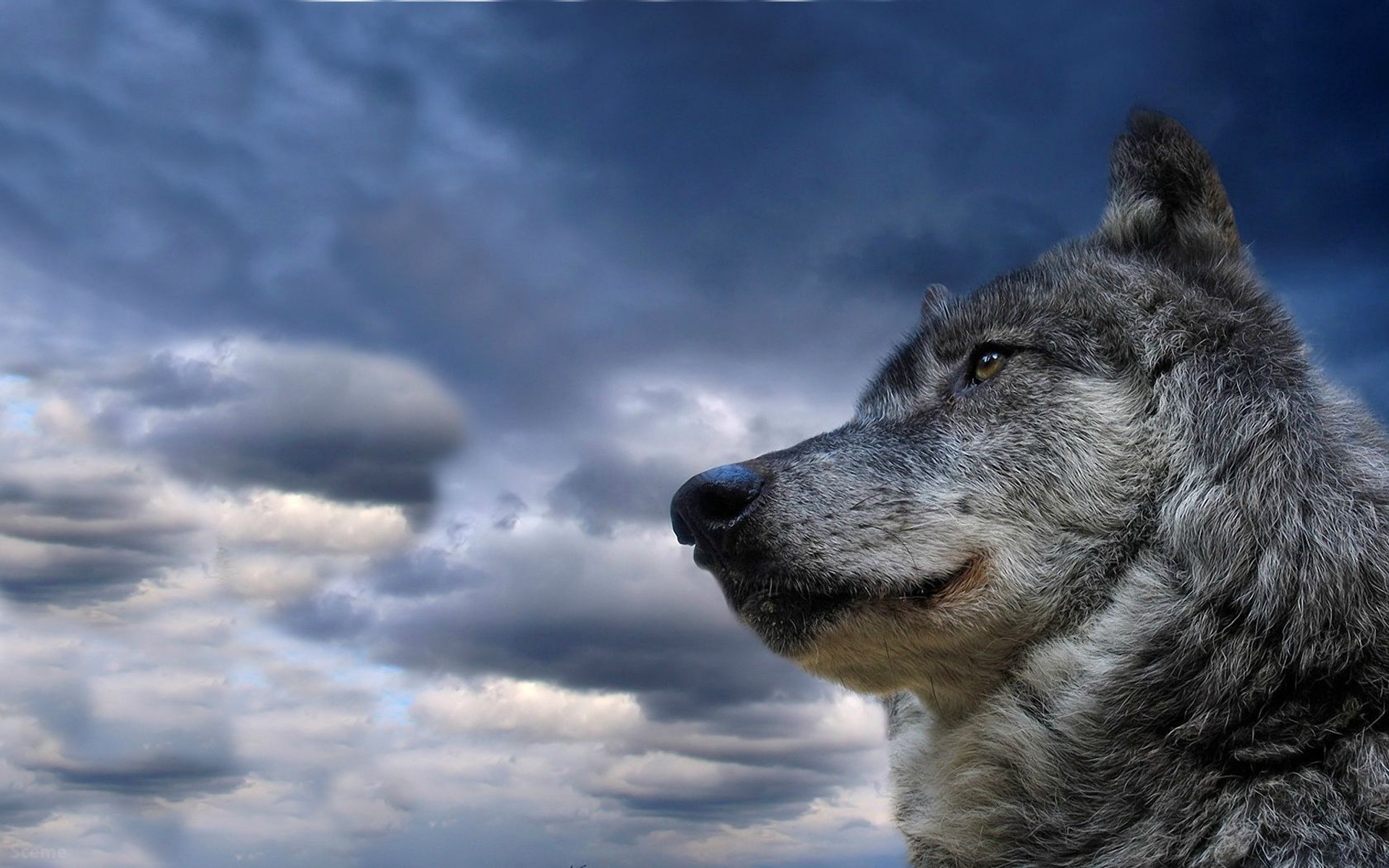 1500809 Bild herunterladen tiere, wolf, grauer wolf - Hintergrundbilder und Bildschirmschoner kostenlos