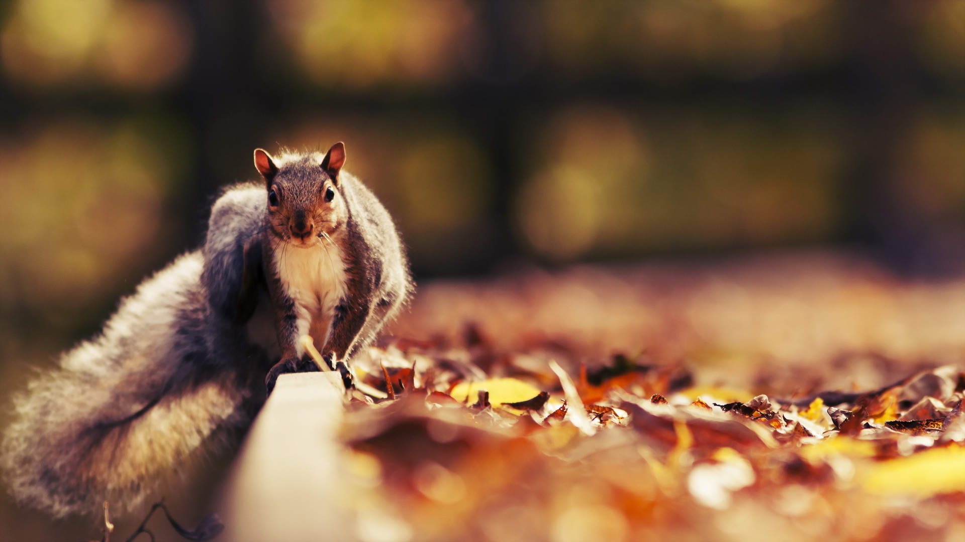 macro, animal, squirrel, fall, leaf, nature, season cellphone