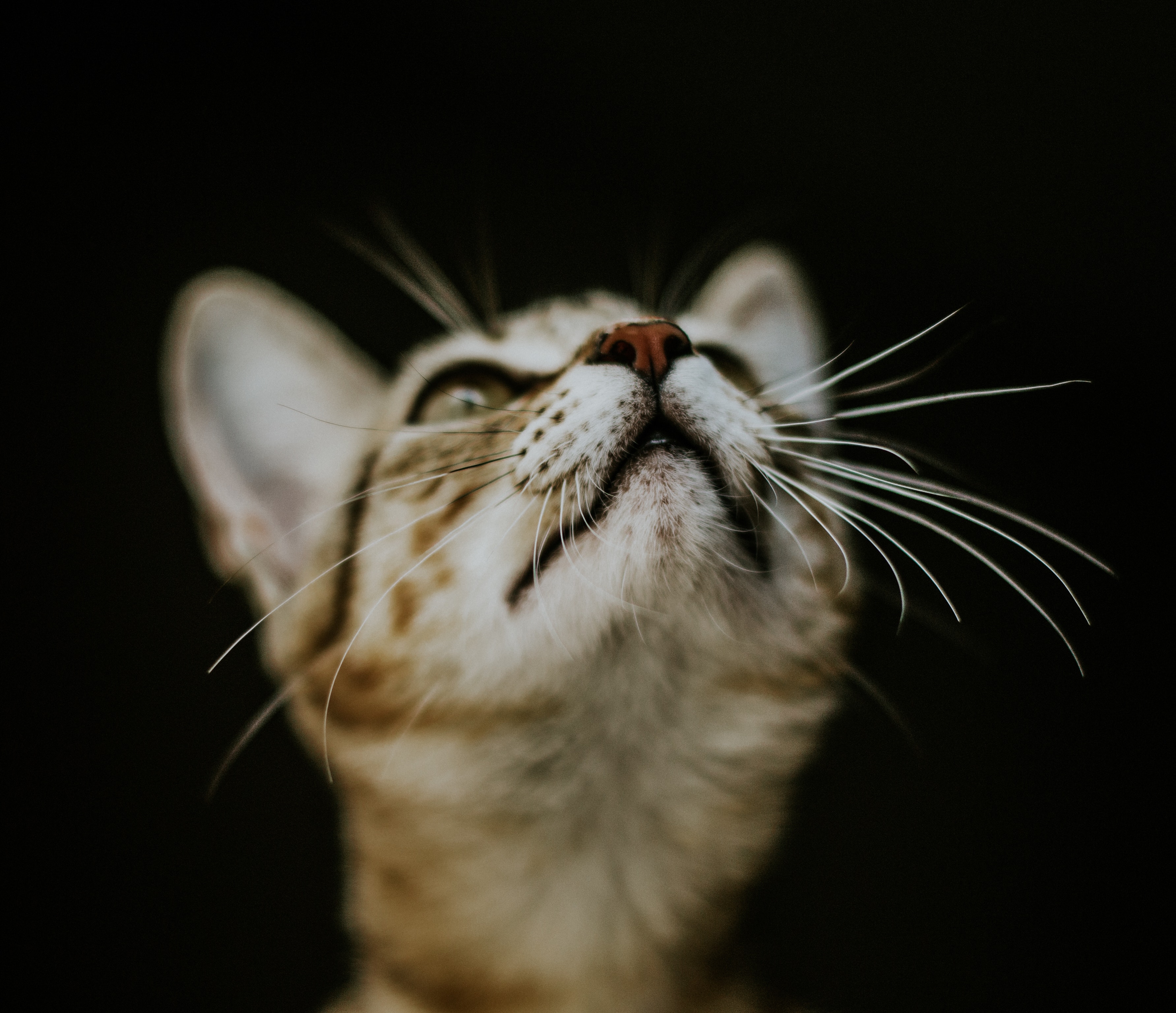 Download mobile wallpaper Kitten, Nose, Animals, Kitty, Cat, Muzzle, Smooth, Blur for free.