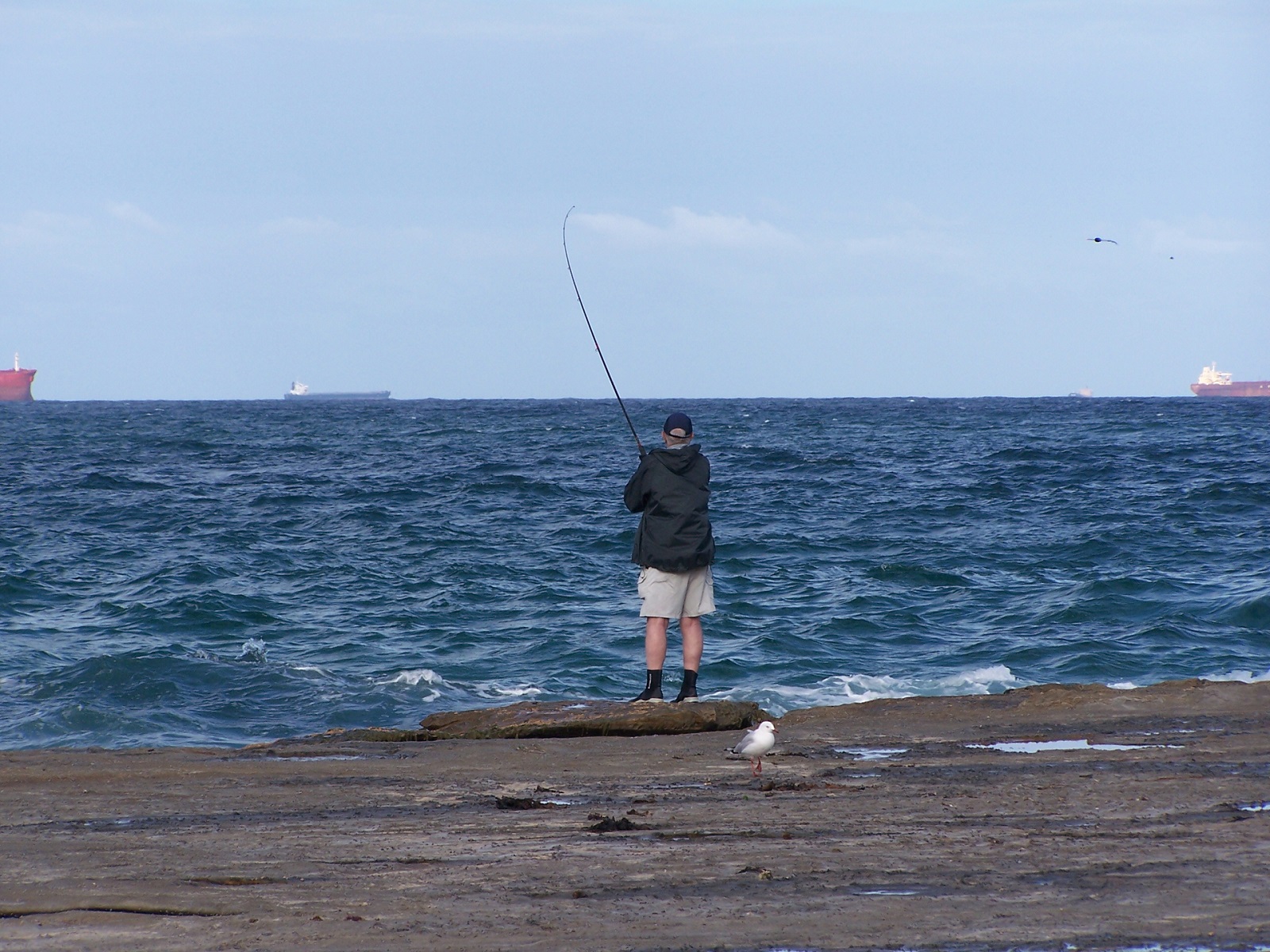 photography, fisherman, bird, coast, fishing, ocean, seagull, seascape, water