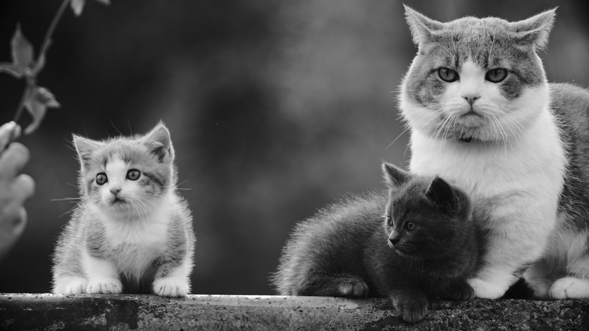 Черно белые котики добрые и доверчивые фото