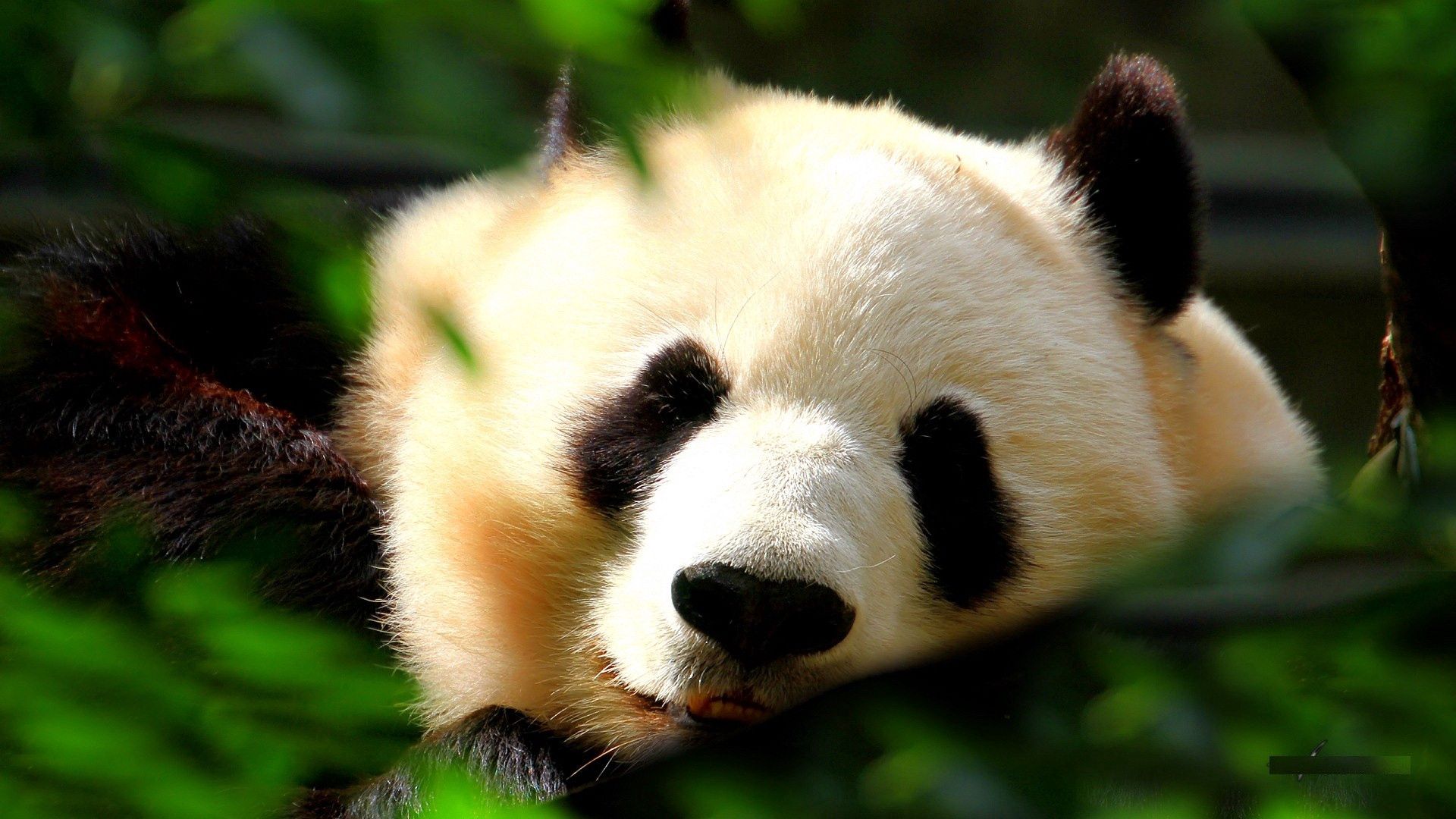 Laden Sie das Grass, Schlafen, Traum, Schnauze, Panda, Tiere-Bild kostenlos auf Ihren PC-Desktop herunter