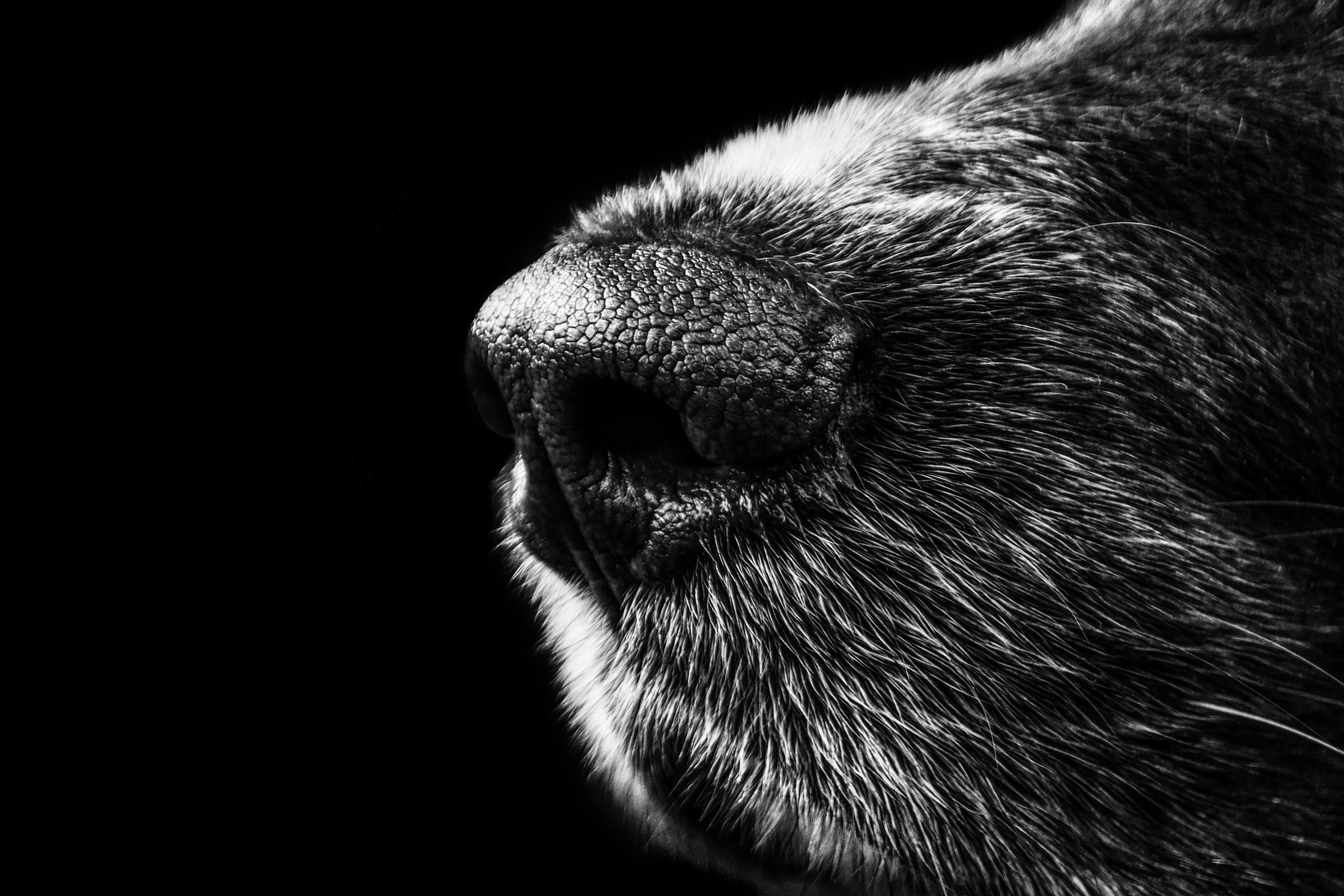 377407 Bild herunterladen tiere, hund, schwarz weiß, makro, schnauze, hunde - Hintergrundbilder und Bildschirmschoner kostenlos