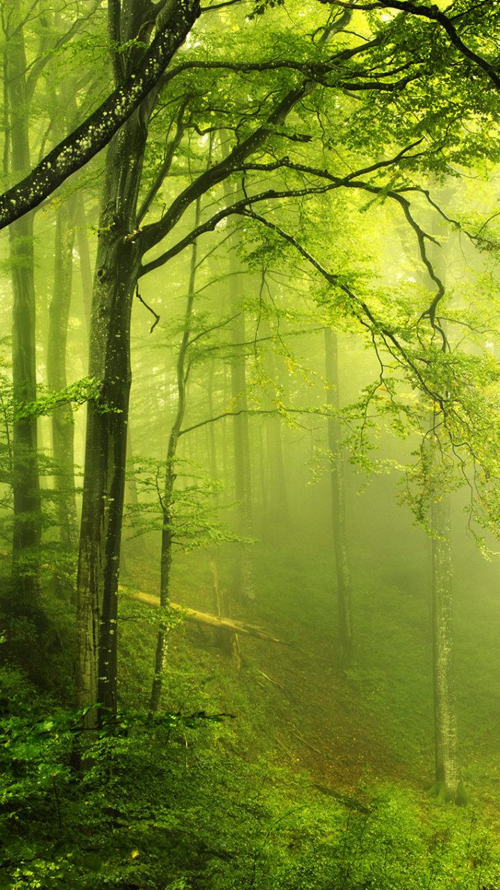 50,000+ Best Forest Photos · 100% Free Download · Pexels Stock Photos