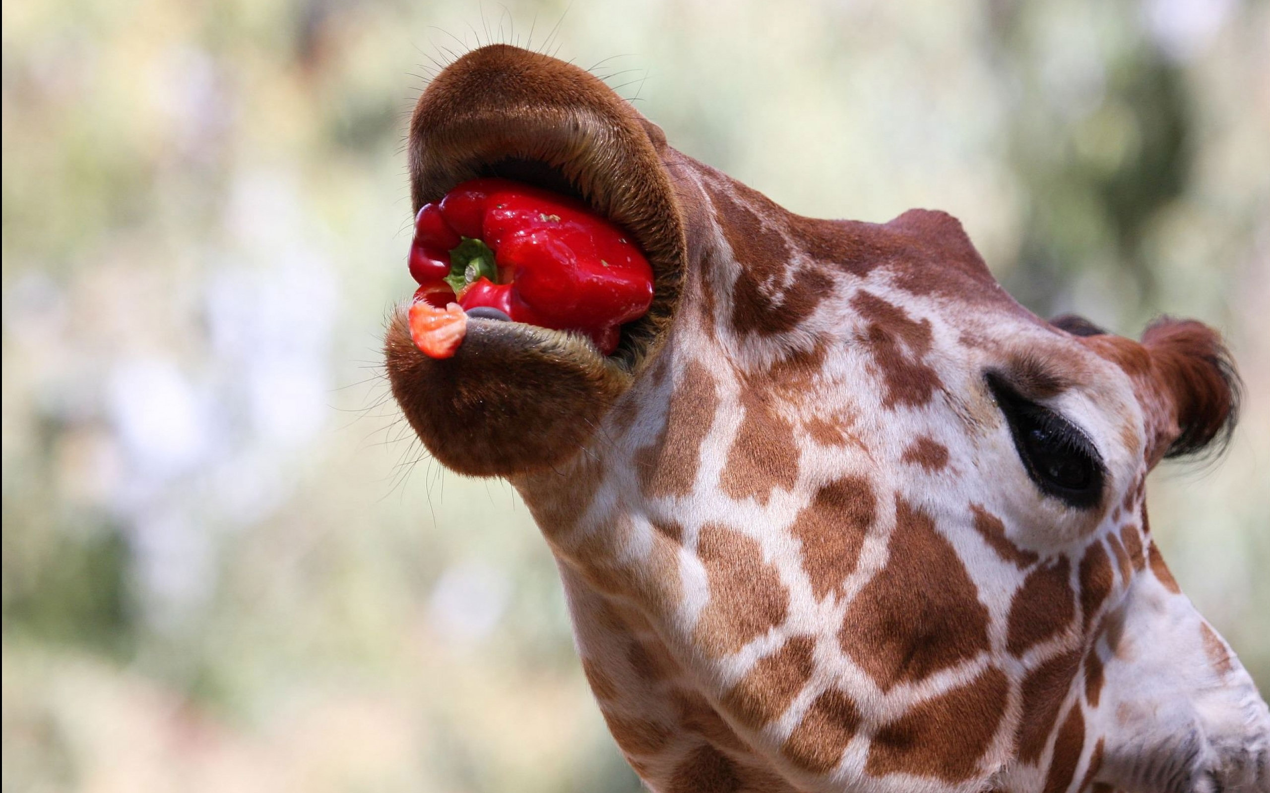 Жираф губы
