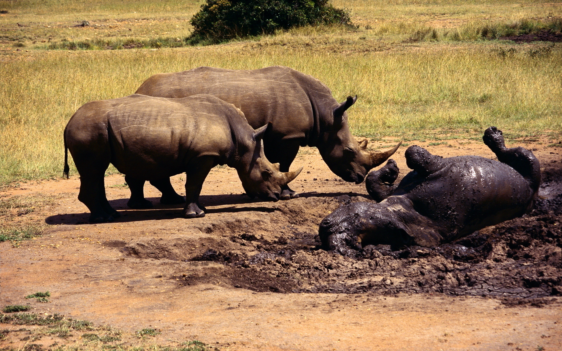 Носорог Бегемот и гиппопотам