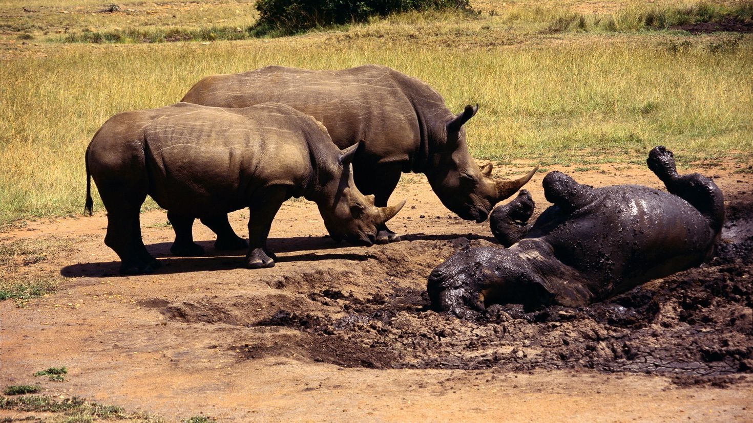 Носорог обои