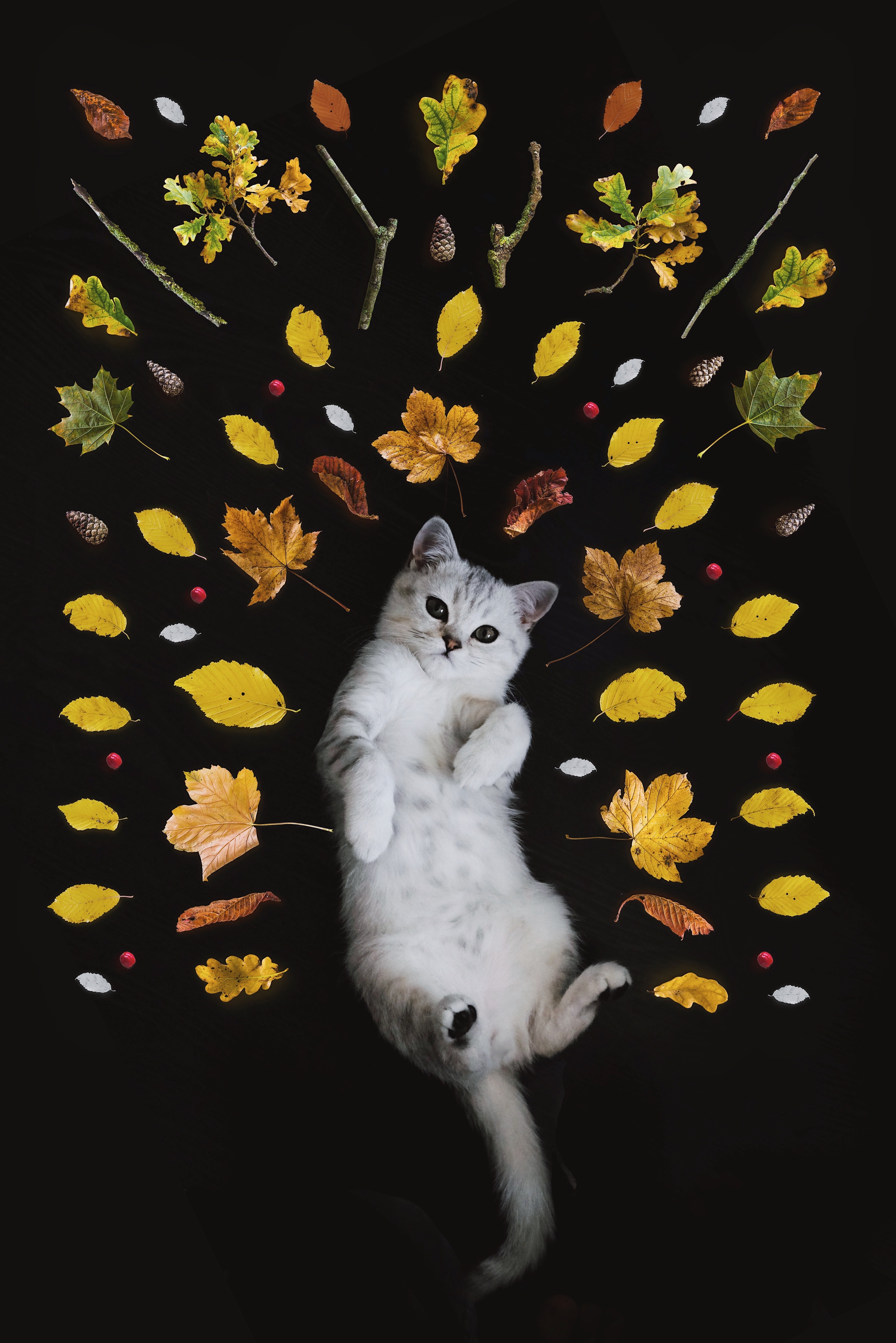 kitty, kitten, animals, autumn, nice, sweetheart, foliage desktop HD wallpaper
