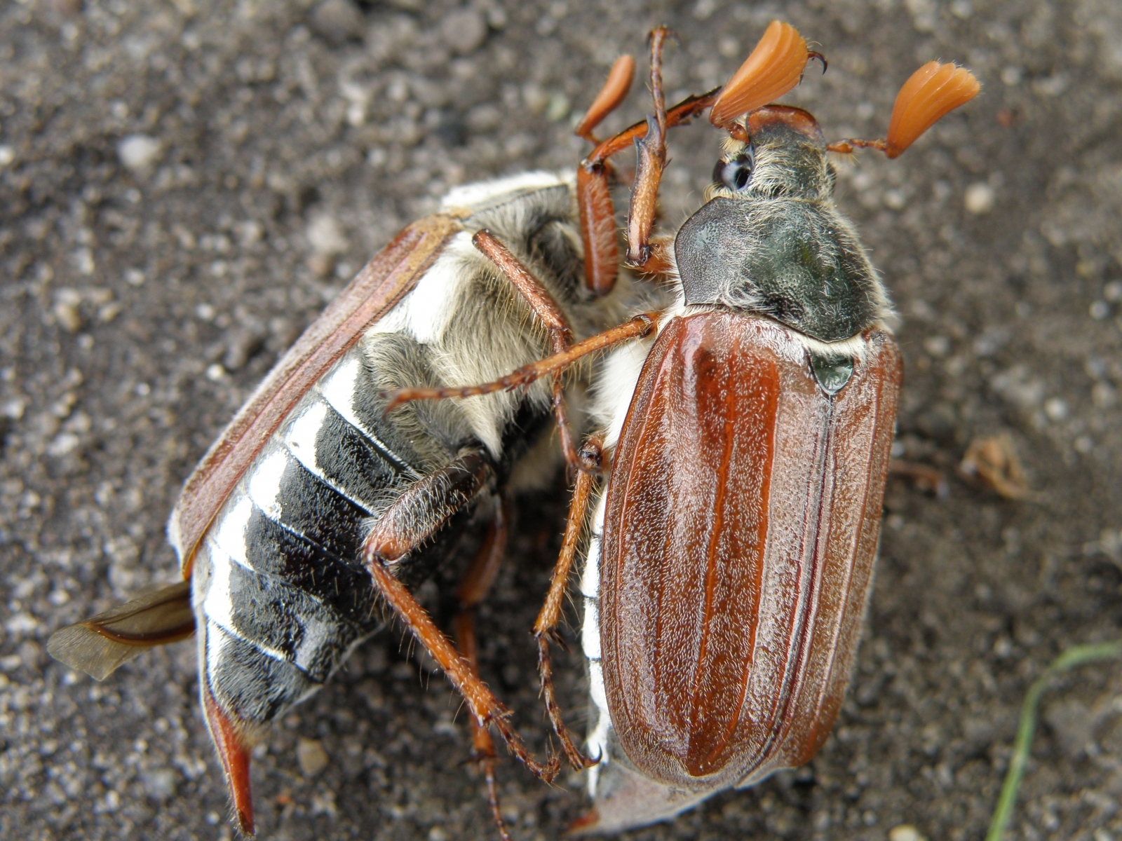 Laden Sie das Käfer, Insekten-Bild kostenlos auf Ihren PC-Desktop herunter