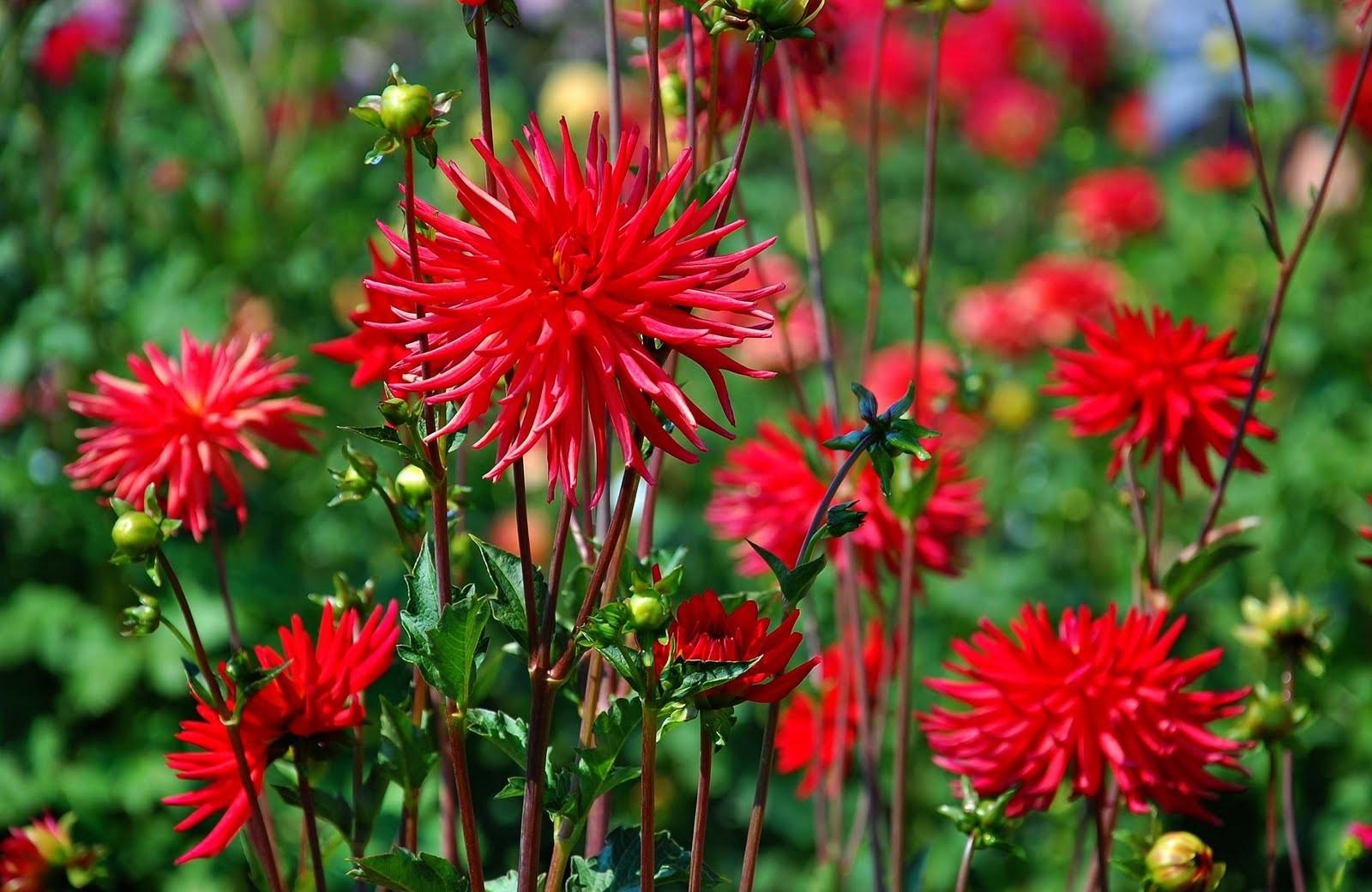 smooth, flowers, red, blur, flower bed, flowerbed, dahlias wallpaper for mobile
