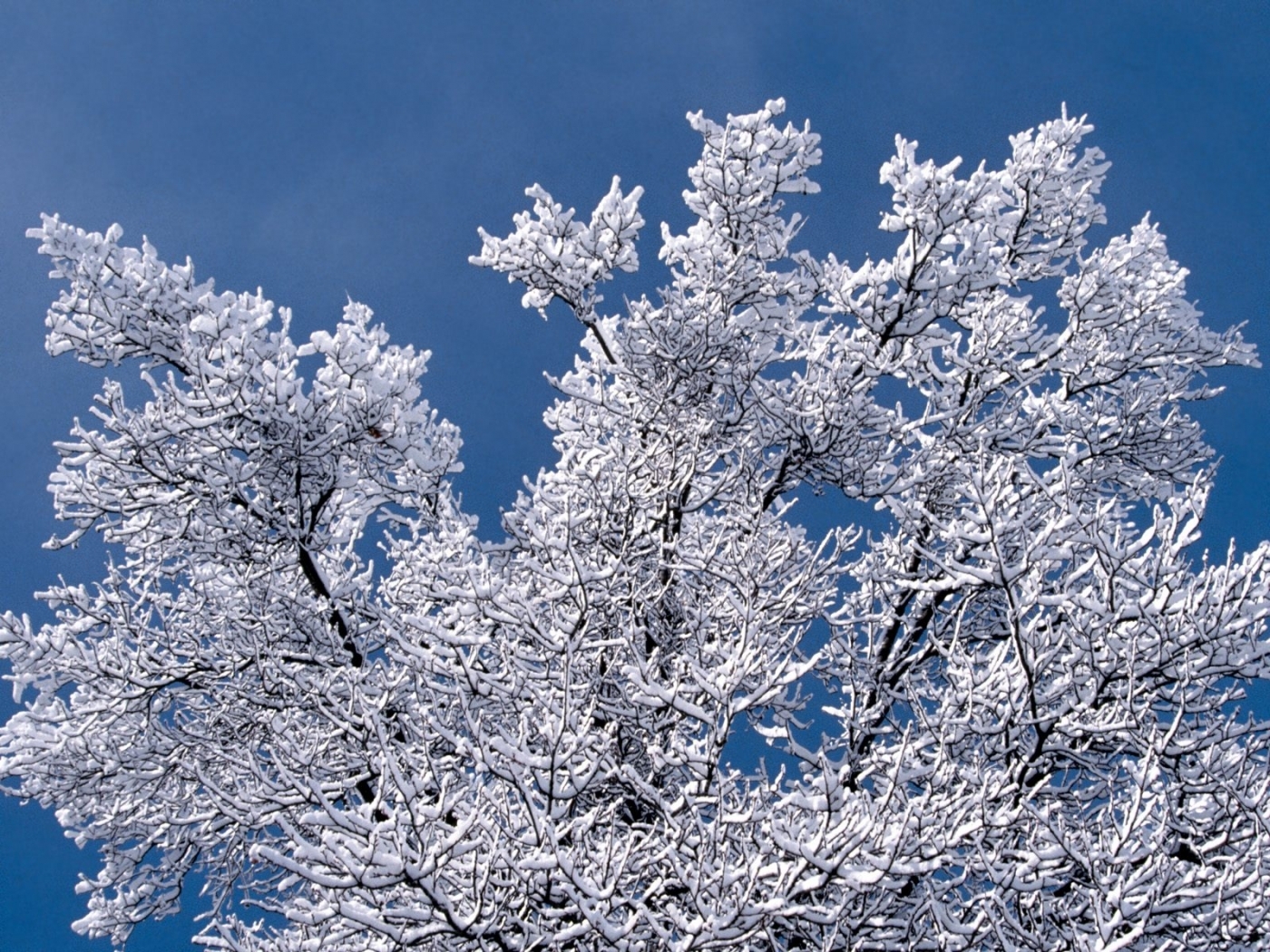 Скачати мобільні шпалери Дерева, Зима, Пейзаж безкоштовно.