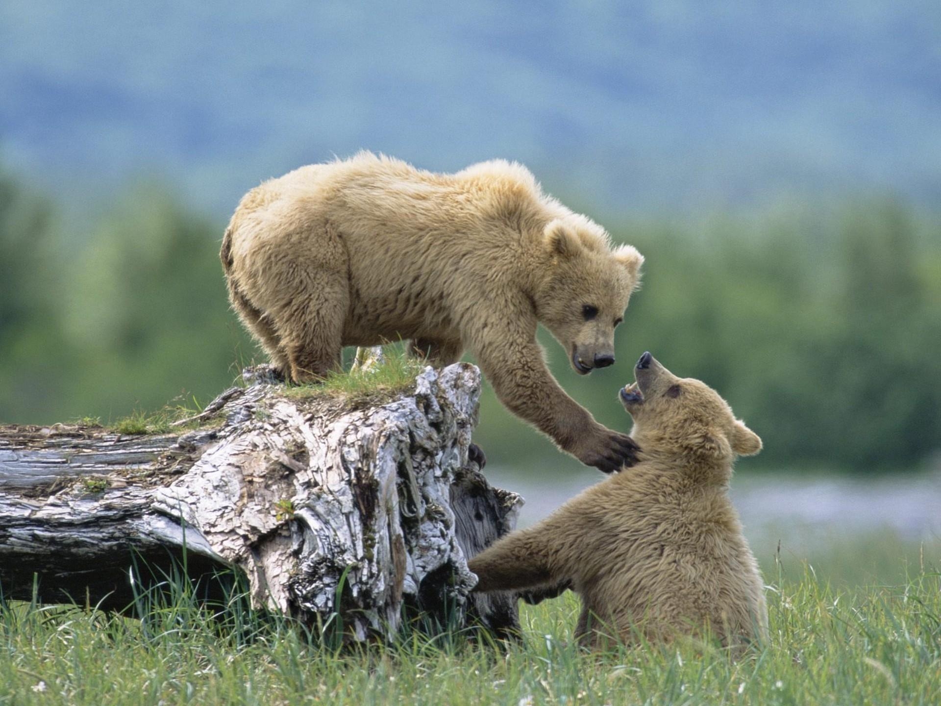 animals, grass, bears, young, cubs, climb, log for android