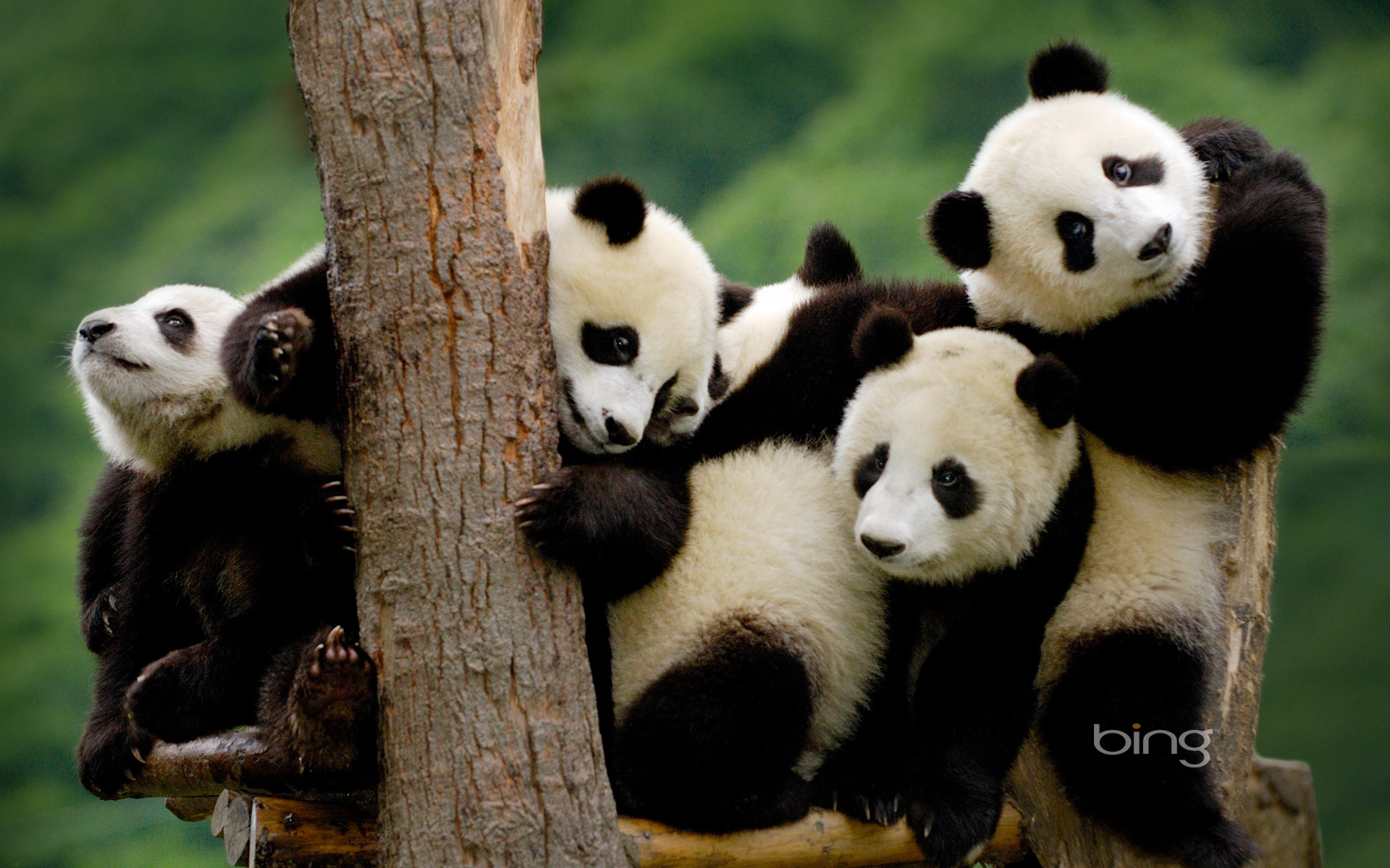 583116 Hintergrundbild herunterladen tiere, panda - Bildschirmschoner und Bilder kostenlos