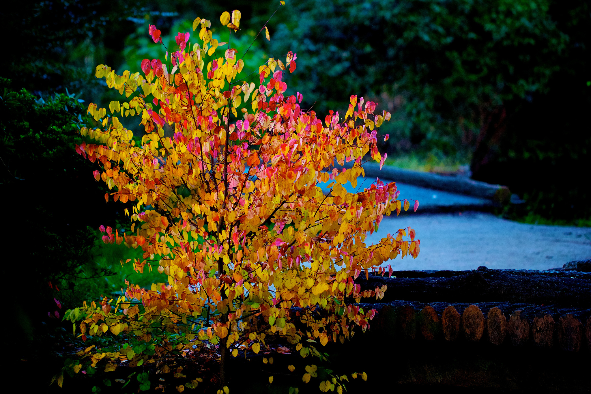 Дерево с разноцветными листьями