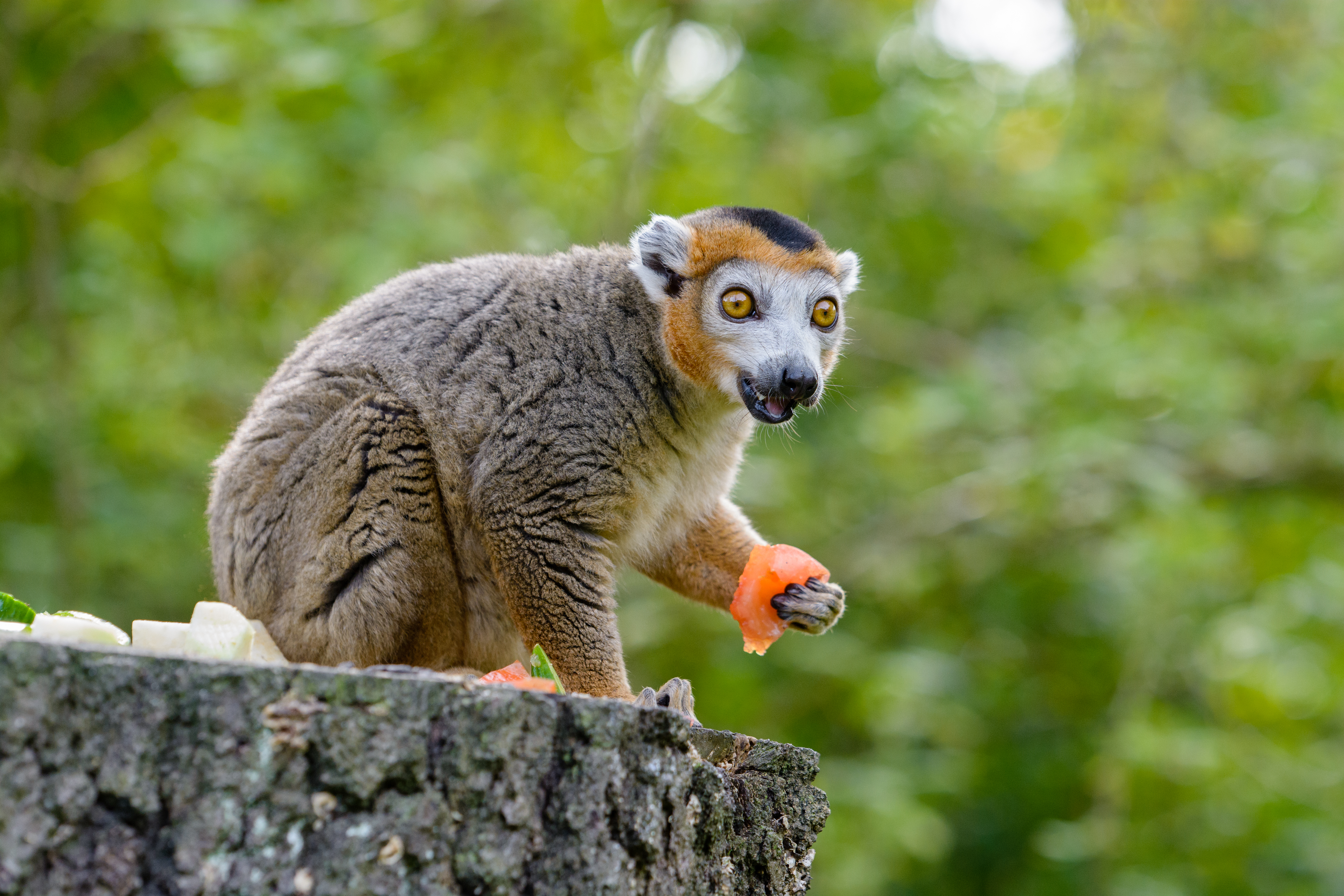 Laden Sie das Lemur, Emotionen, Überraschung, Erstaunen, Essen, Tiere-Bild kostenlos auf Ihren PC-Desktop herunter