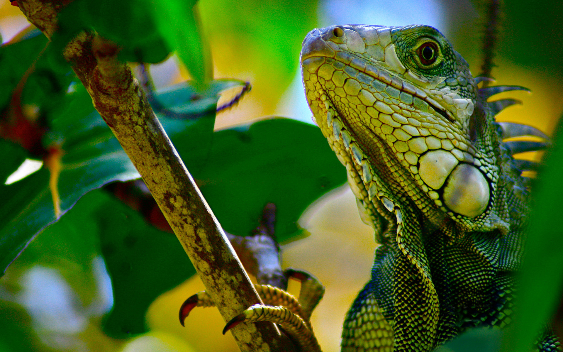 208588 descargar imagen animales, iguana, reptiles: fondos de pantalla y protectores de pantalla gratis