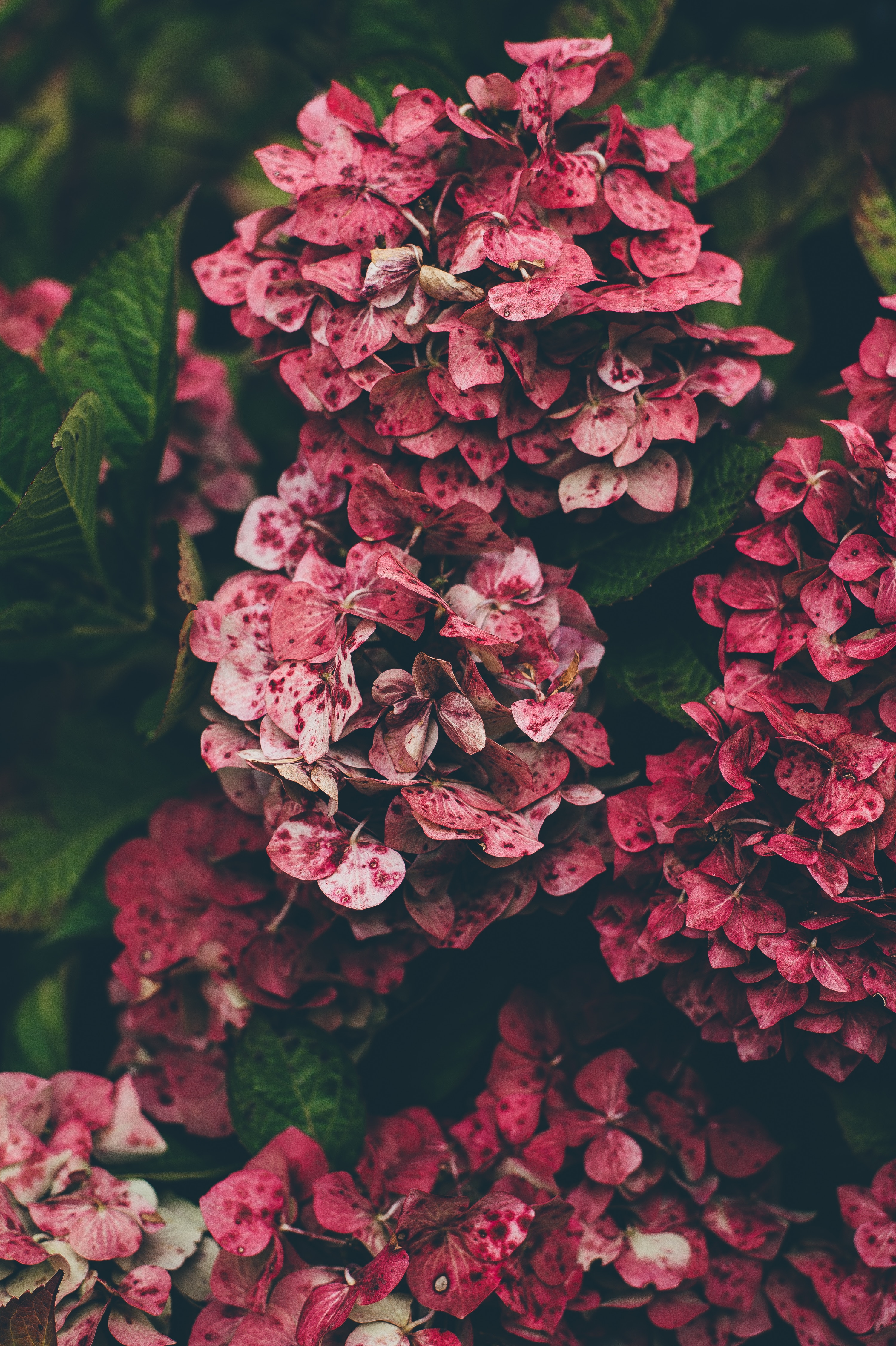 hydrangea, flowers, pink QHD