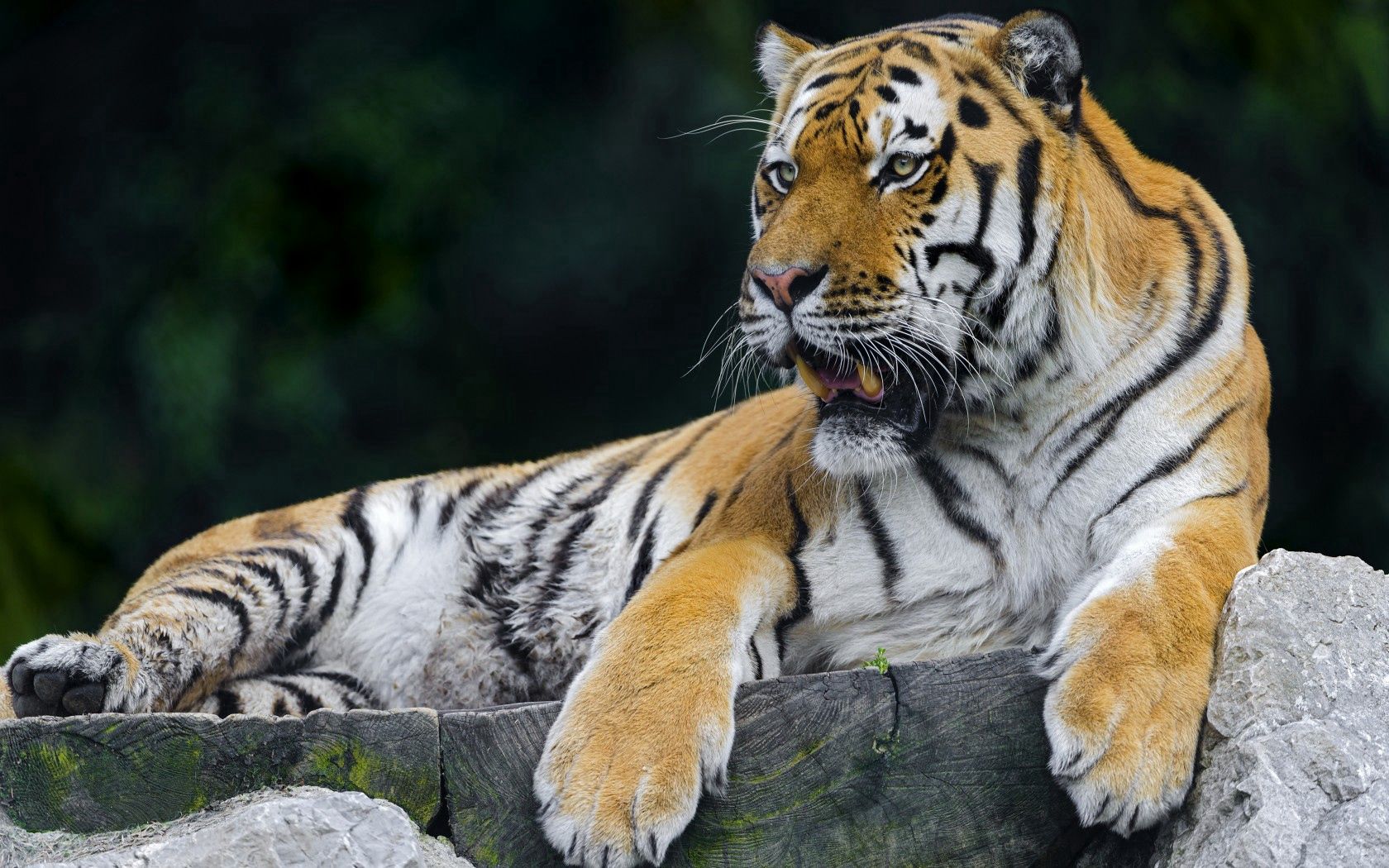 animals, predator, relaxation, rest, tiger Free Background
