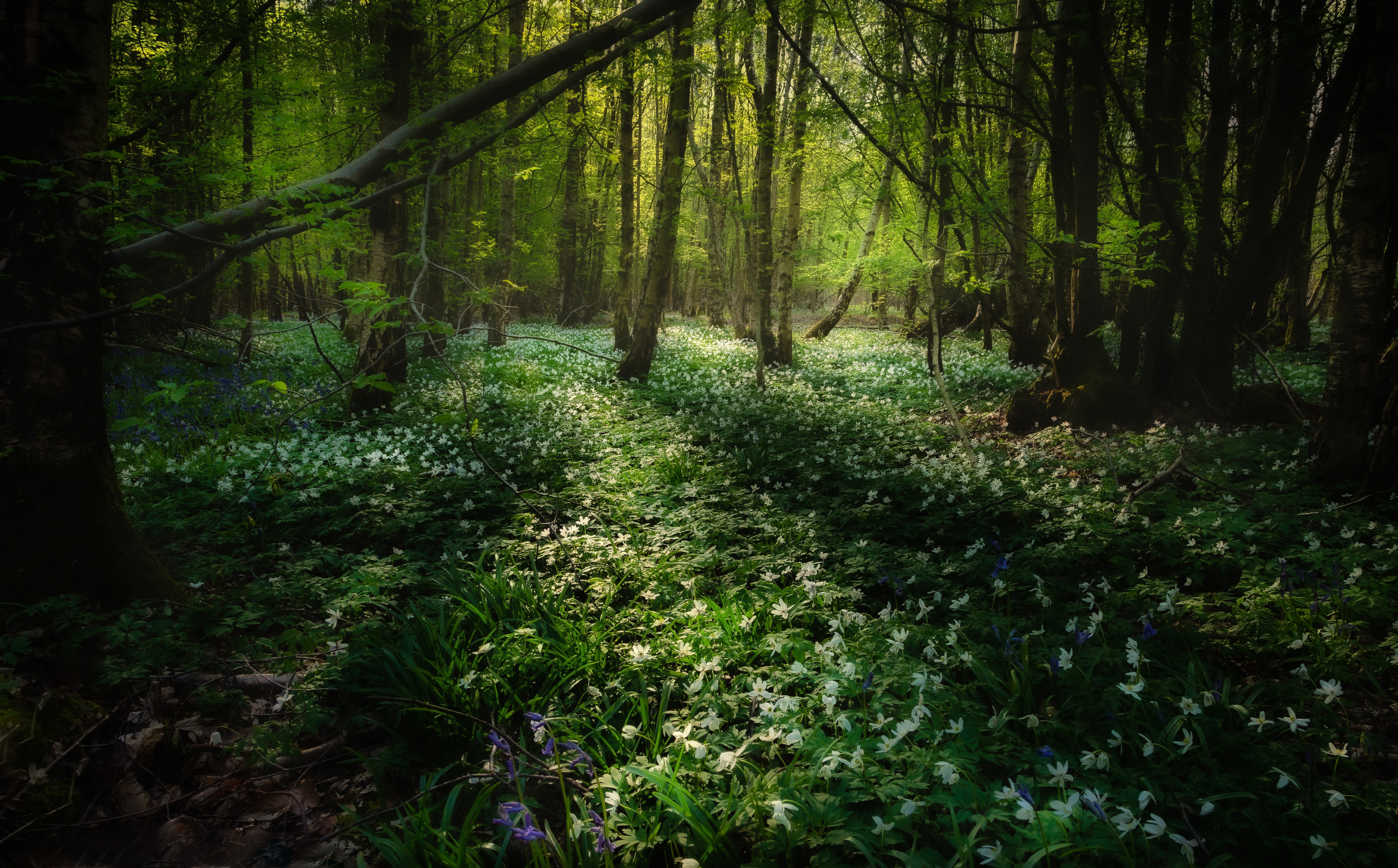 earth, forest, flower, thicket for android