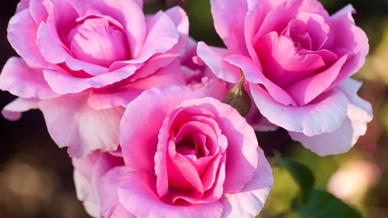 Розе трио. Розы картинки красивые.