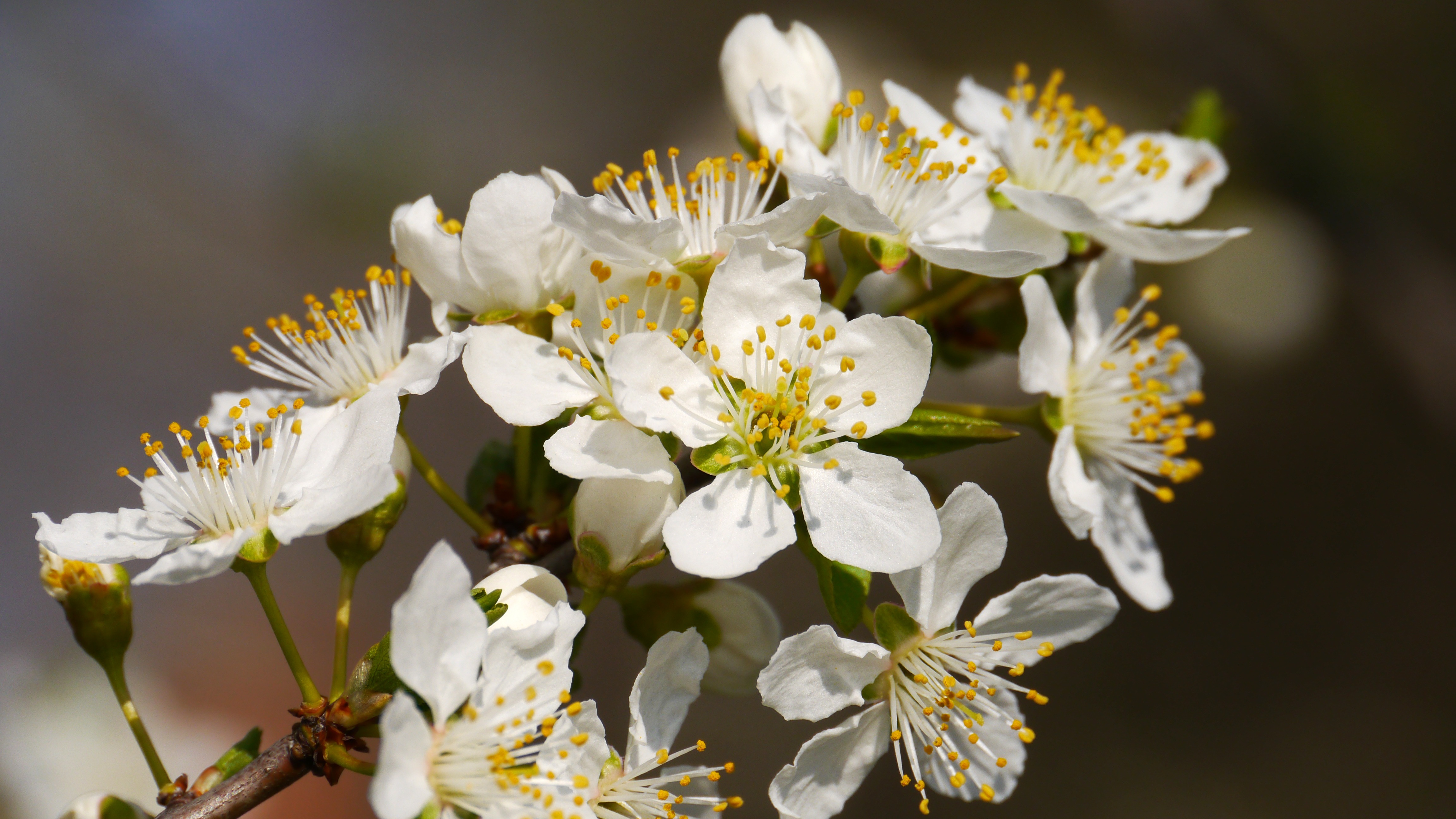 Flowers full. Весенние обои. Весенние фото на рабочий стол.