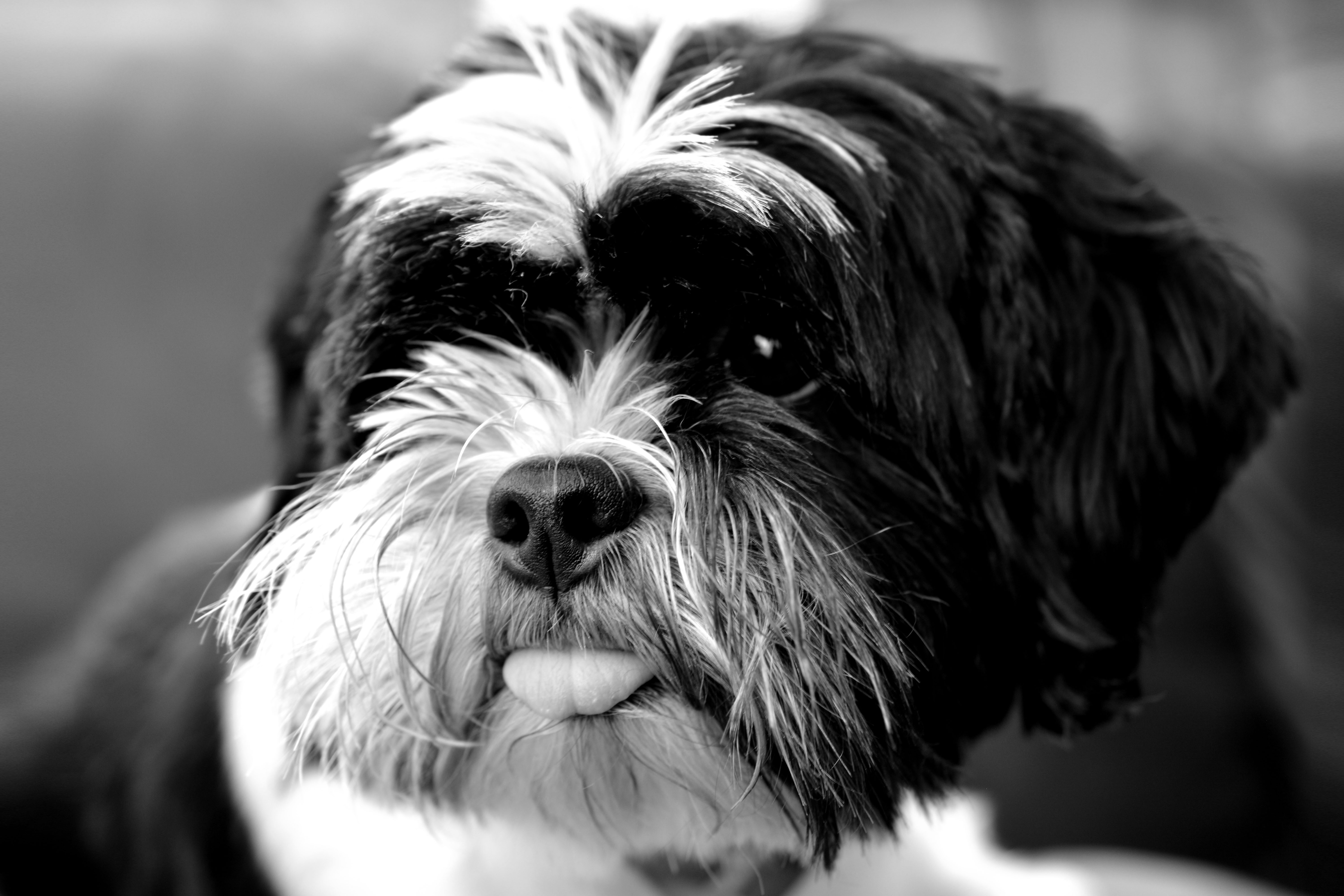 animals, dog, bw, chb, tongue stuck out, protruding tongue, tibetan terrier Free Stock Photo