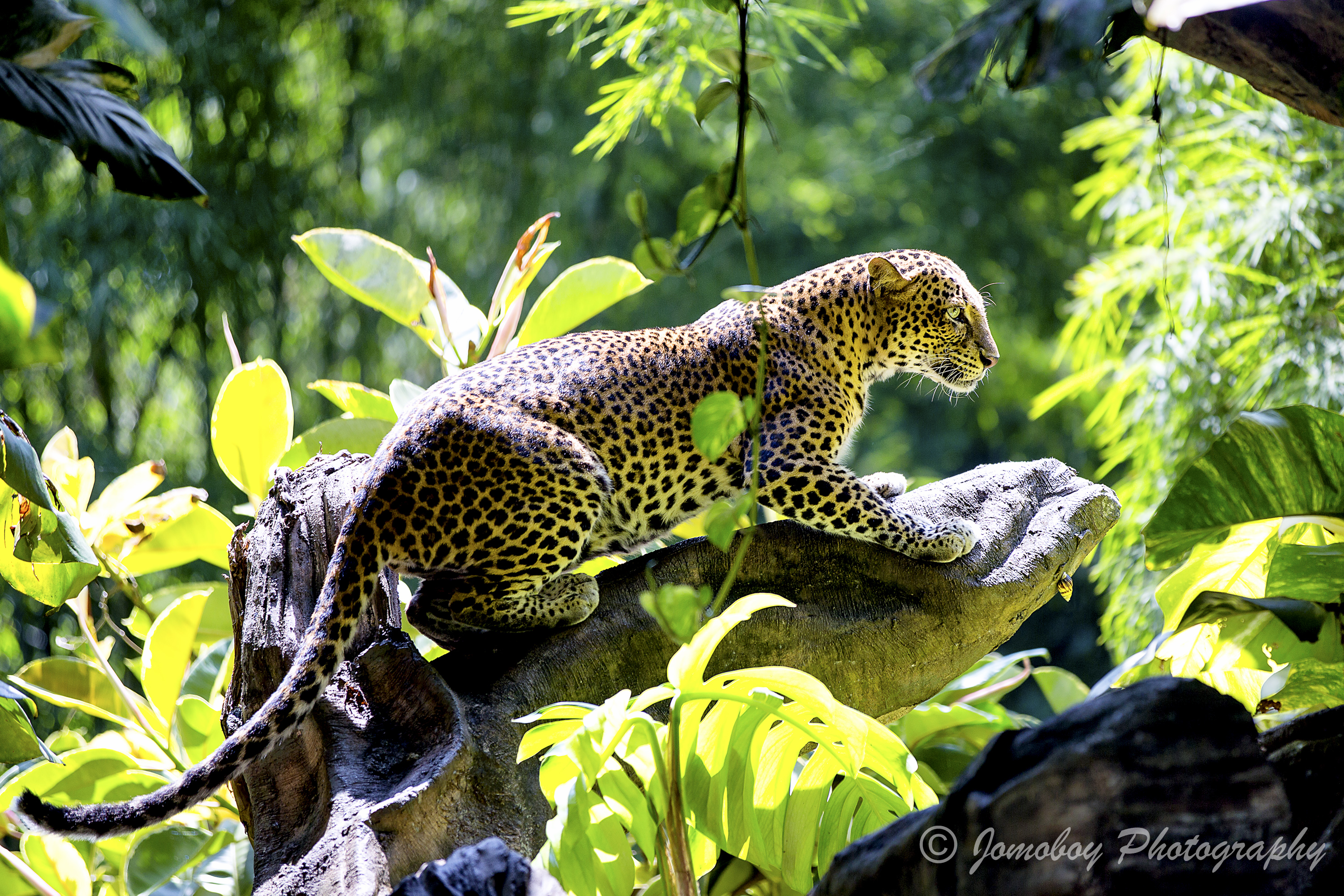 354904 baixar imagens animais, leopardo, selva, gatos - papéis de parede e protetores de tela gratuitamente