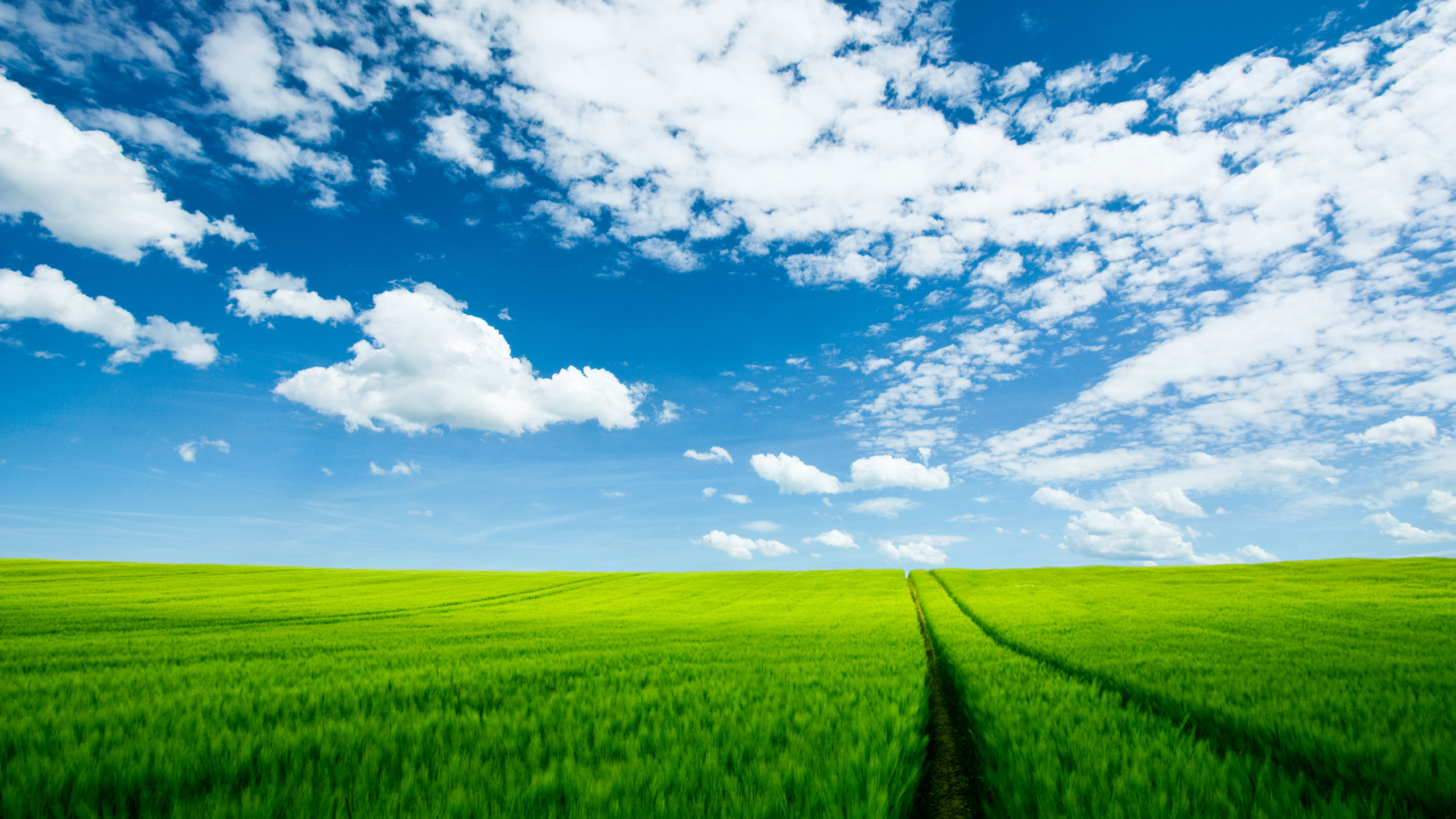 earth, field, green, nature, reed High Definition image