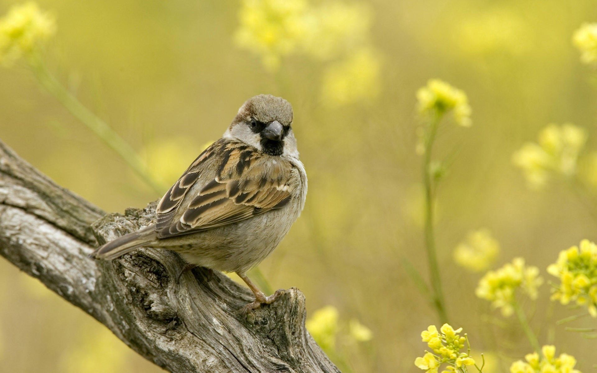 Full HD Wallpaper bird, animals, sit, sparrow, branch