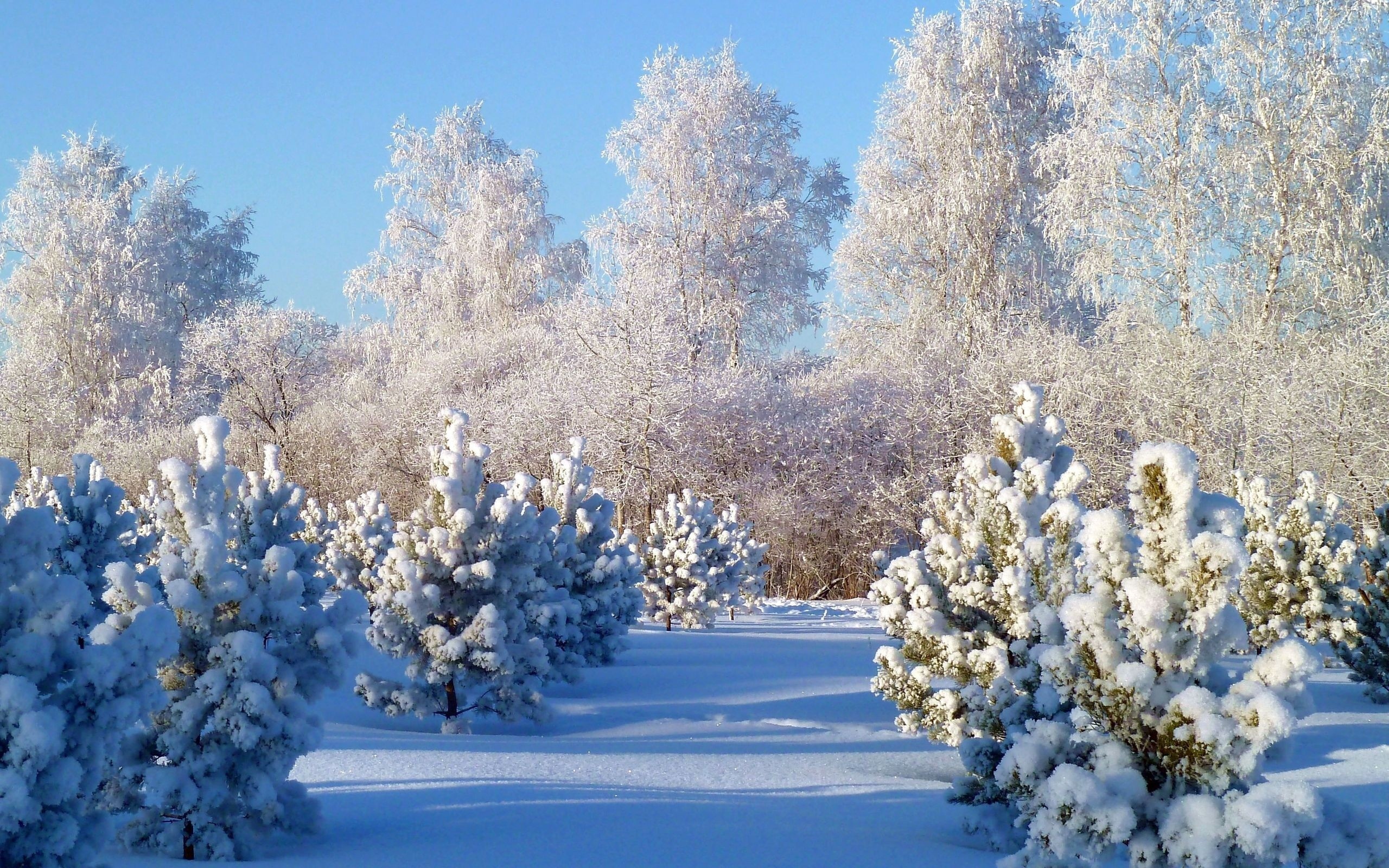 Самые красивые зимние картинки