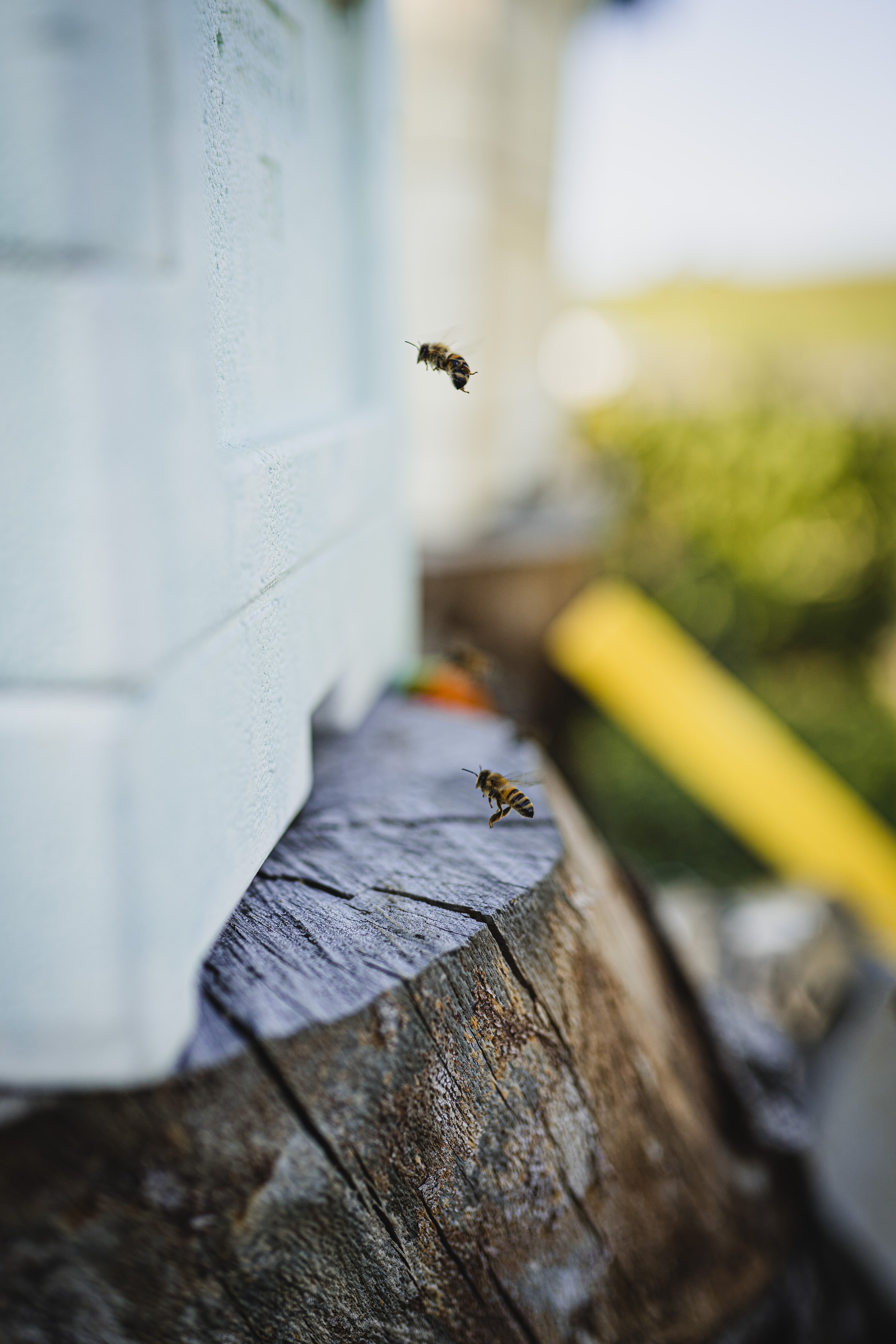 無料モバイル壁紙昆虫, 大きい, マクロ, フライト, 逃走, 切り株, 蜂をダウンロードします。