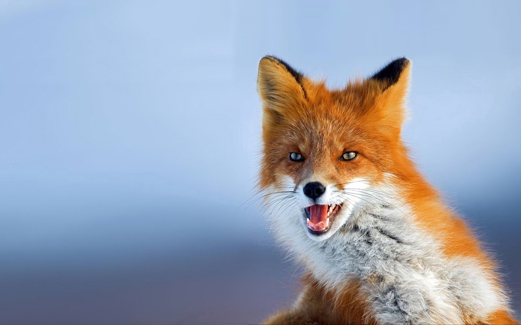animals, background, fox, red, redhead, photo, looks