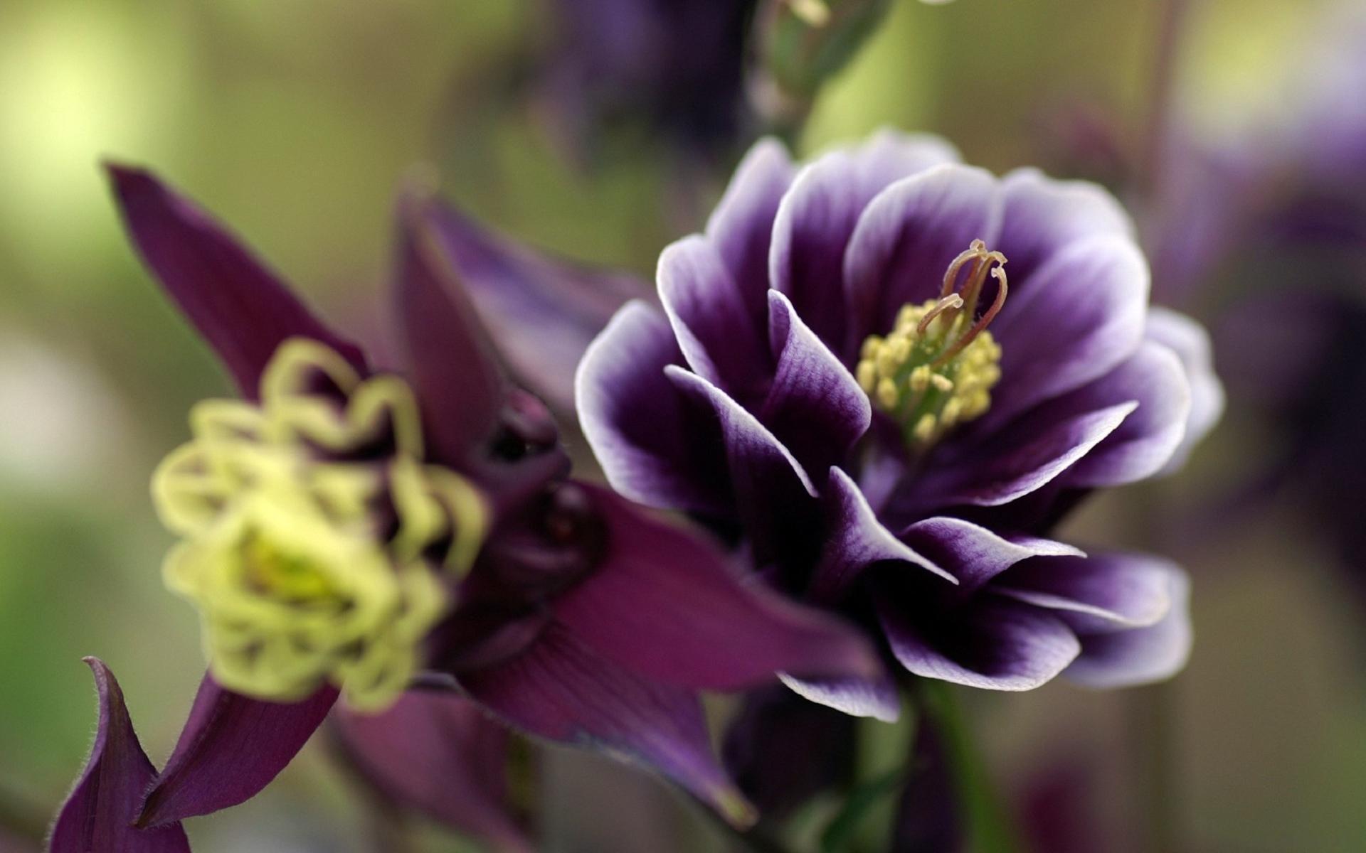 Download mobile wallpaper Purple Flower, Close Up, Flowers, Flower, Earth for free.