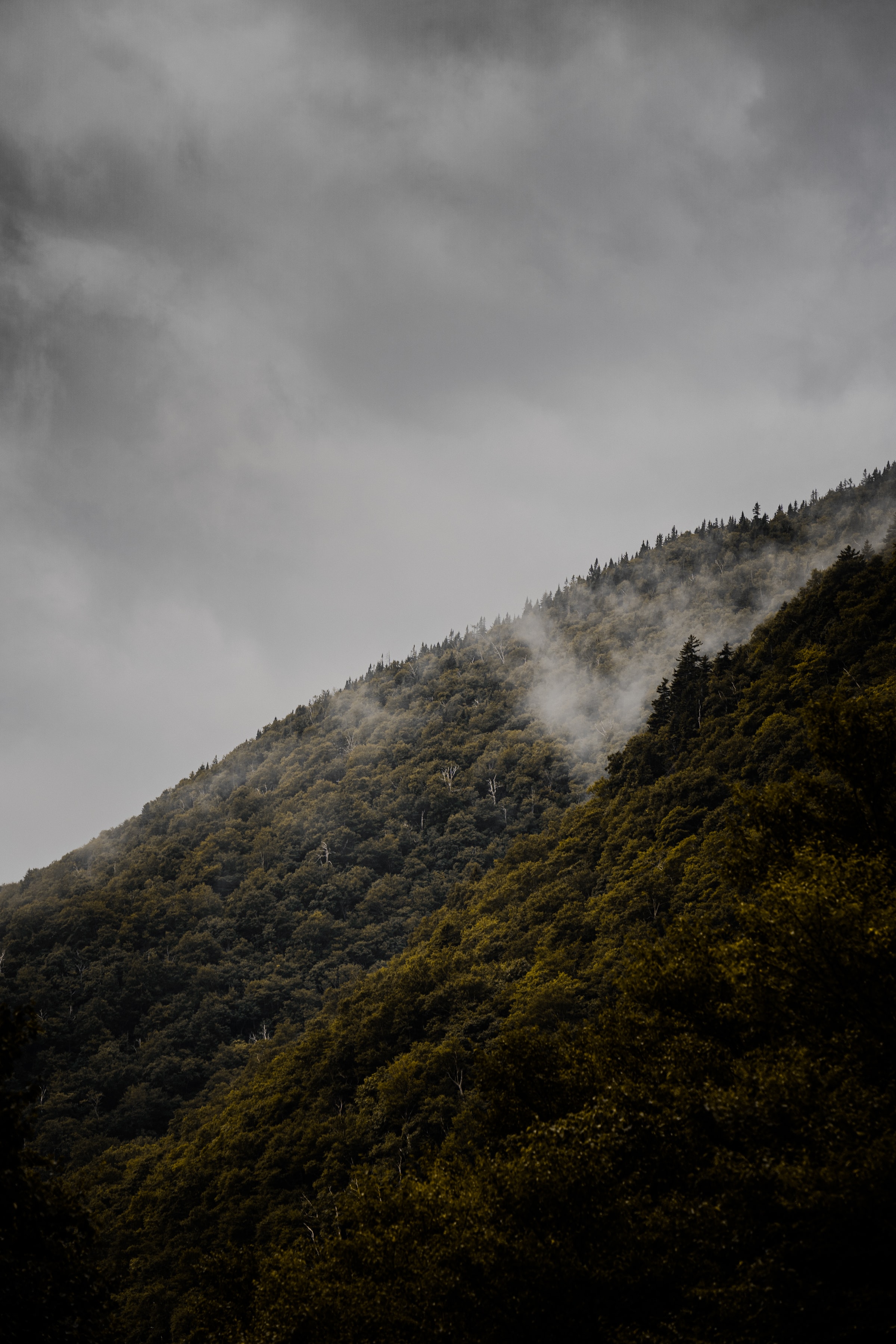 109876壁紙のダウンロード自然, 木, 霧, 丘, スロープ, 坂-スクリーンセーバーと写真を無料で