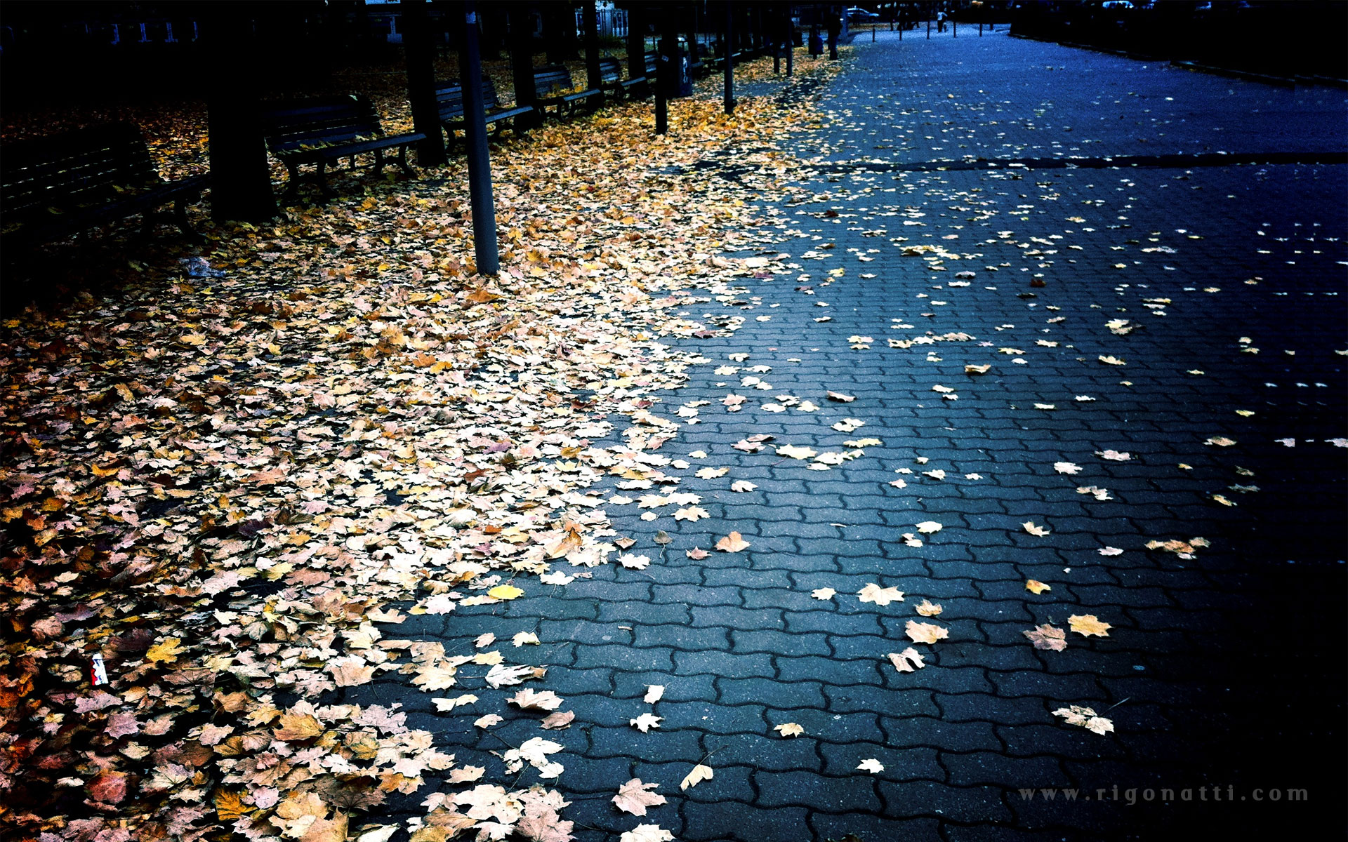 fall, photography