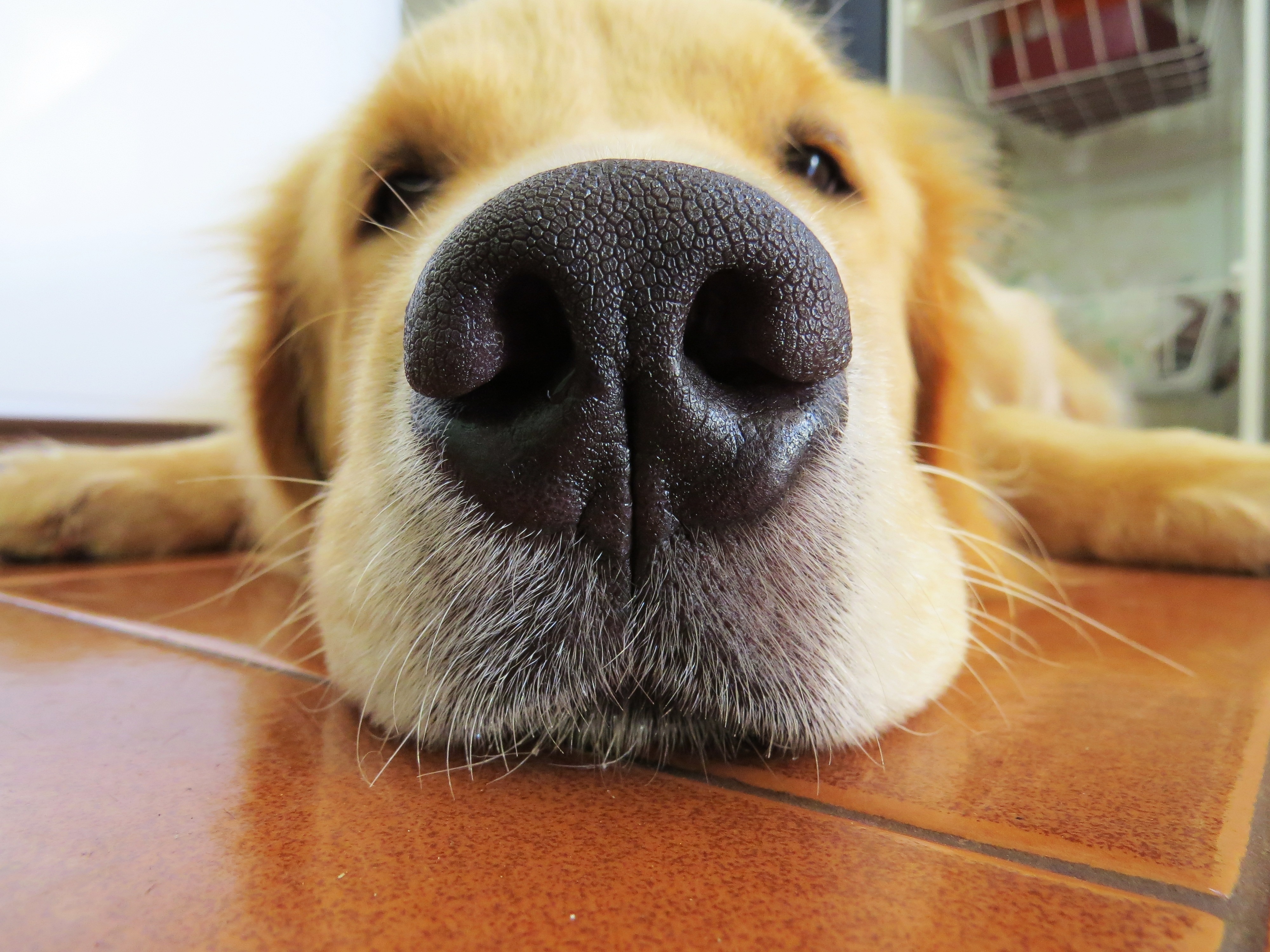nose, animals, dog, muzzle, retriever wallpapers for tablet