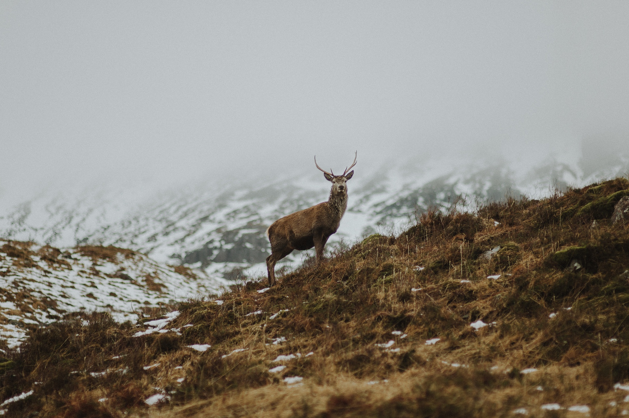 Стой олень. Ноябрь олень. Deer Hill Узбекистан. Каранкуль Deers Hill.