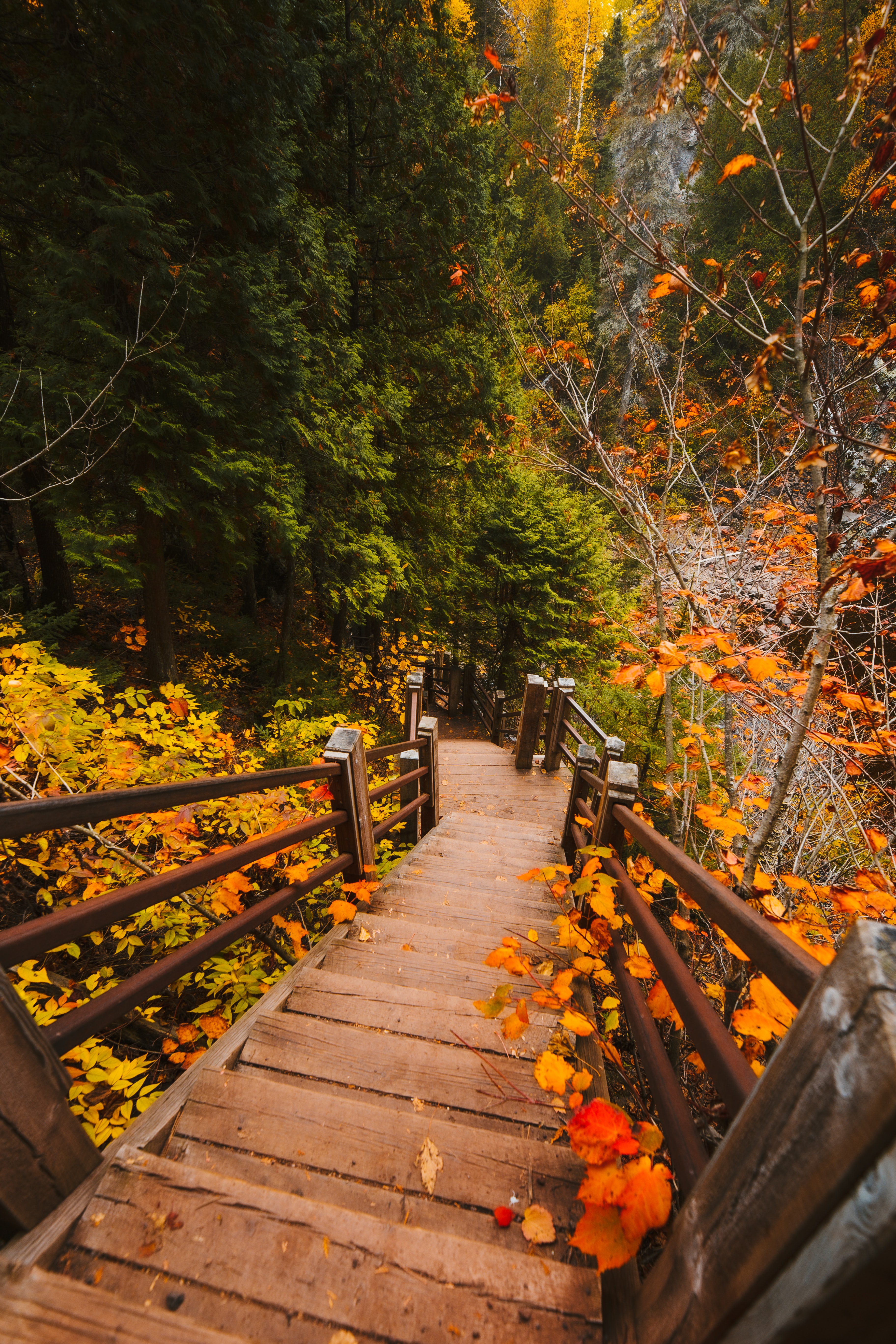 autumn, branches, leaves, nature, stairs, ladder, steps High Definition image