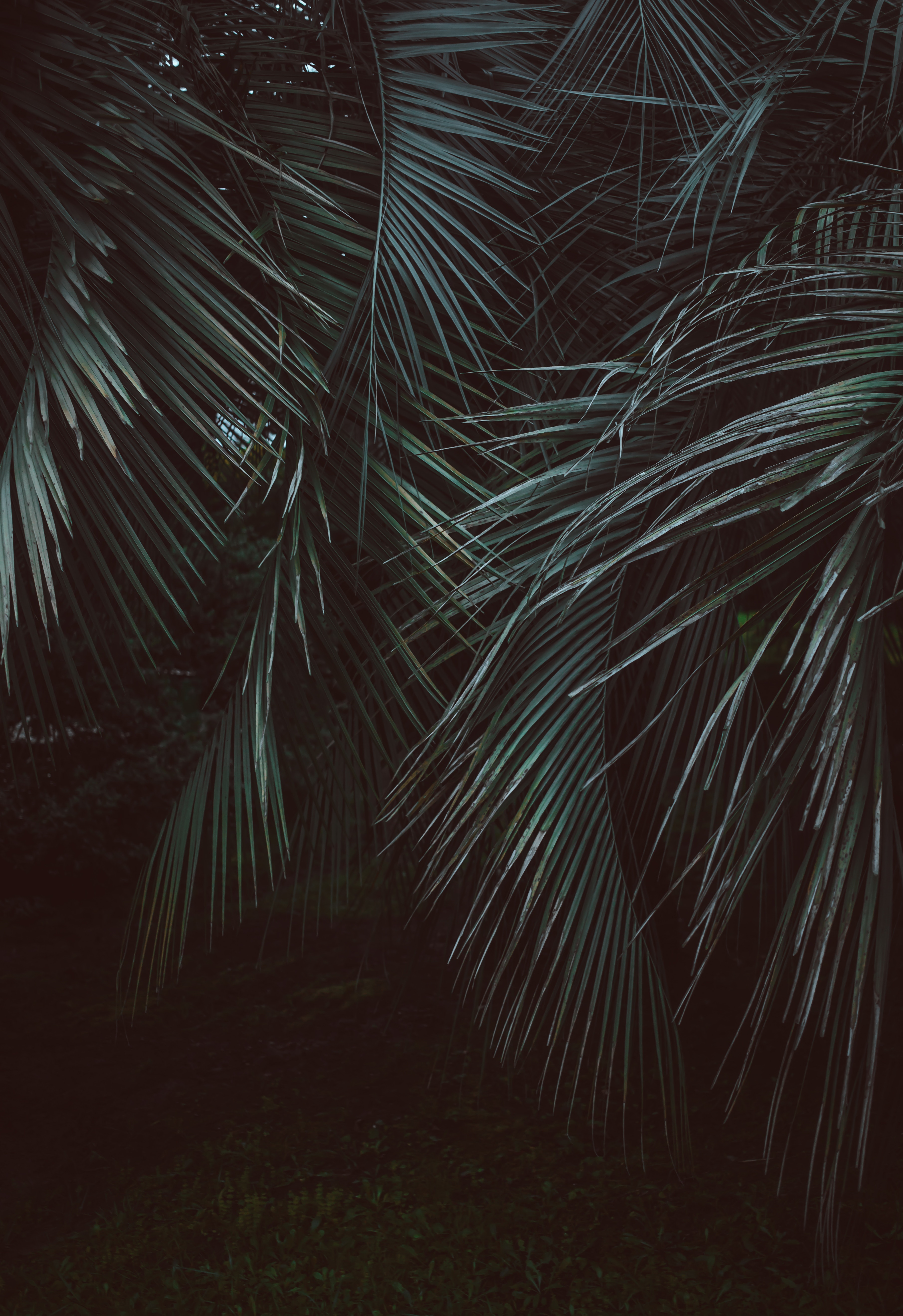 jungle, dark, nature, leaves, green, branches for android