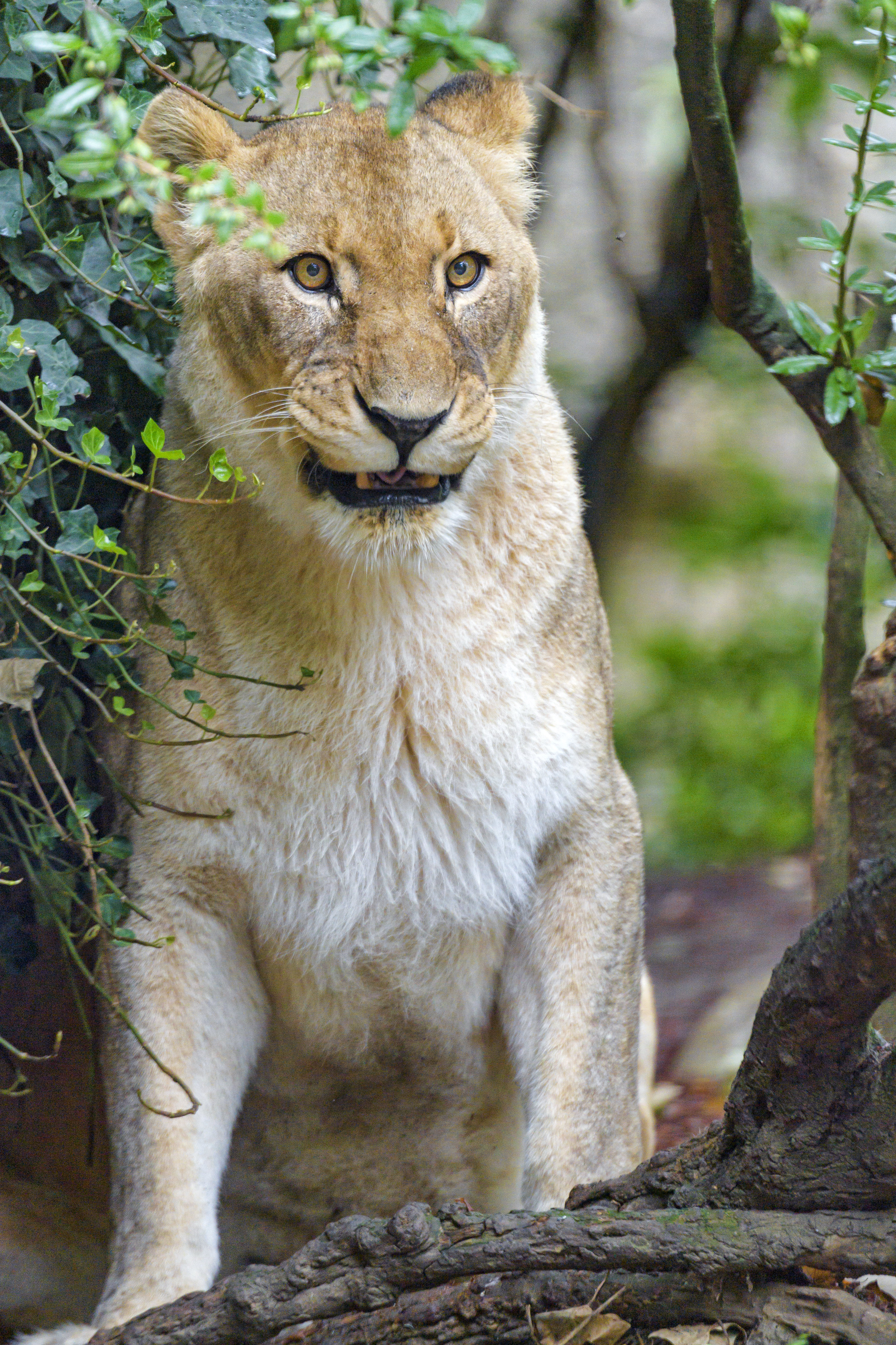Download mobile wallpaper Branches, Sight, Predator, Opinion, Big Cat, Animals, Lioness for free.