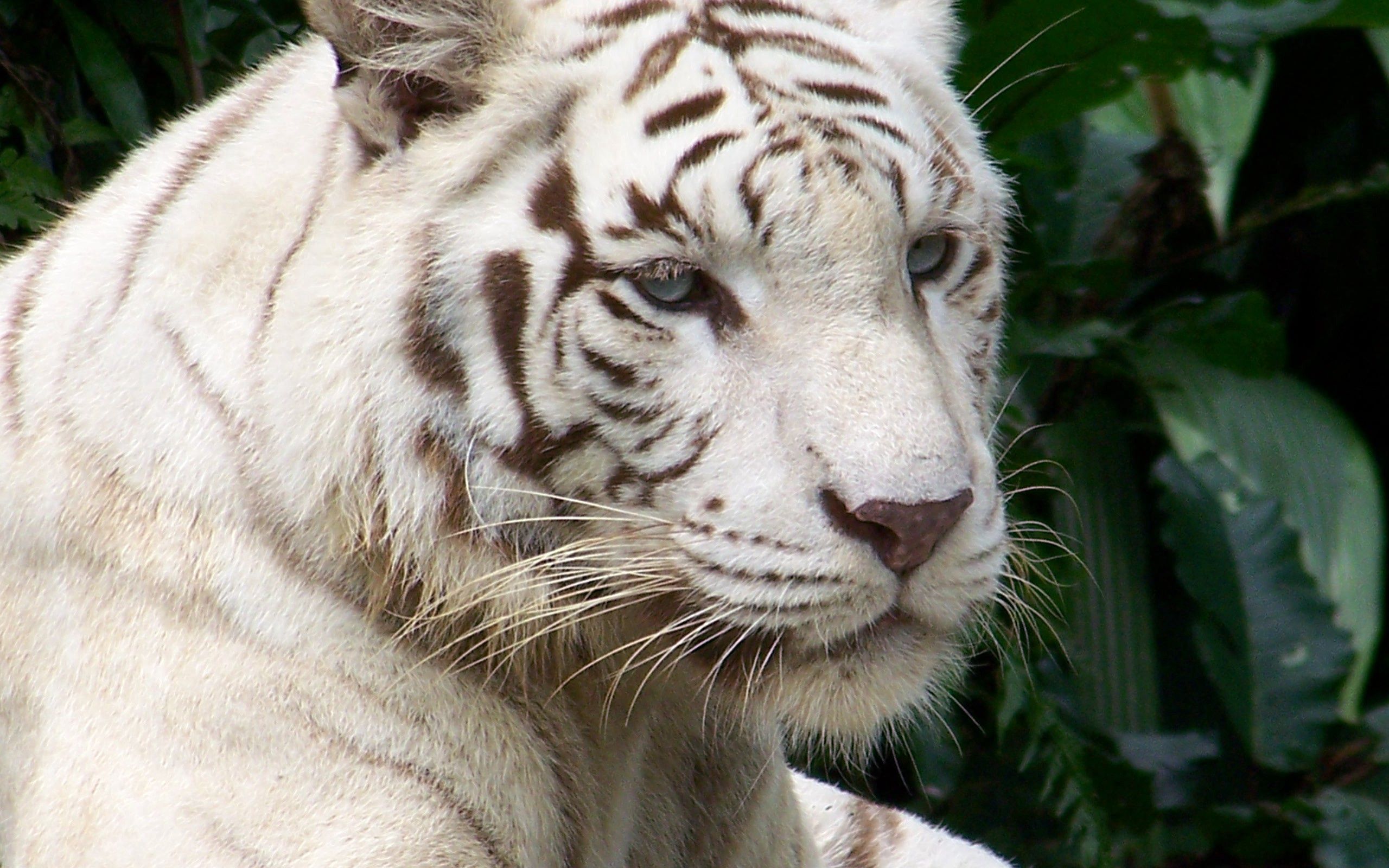 Download mobile wallpaper Albino, Striped, Muzzle, Animals, Tiger for free.