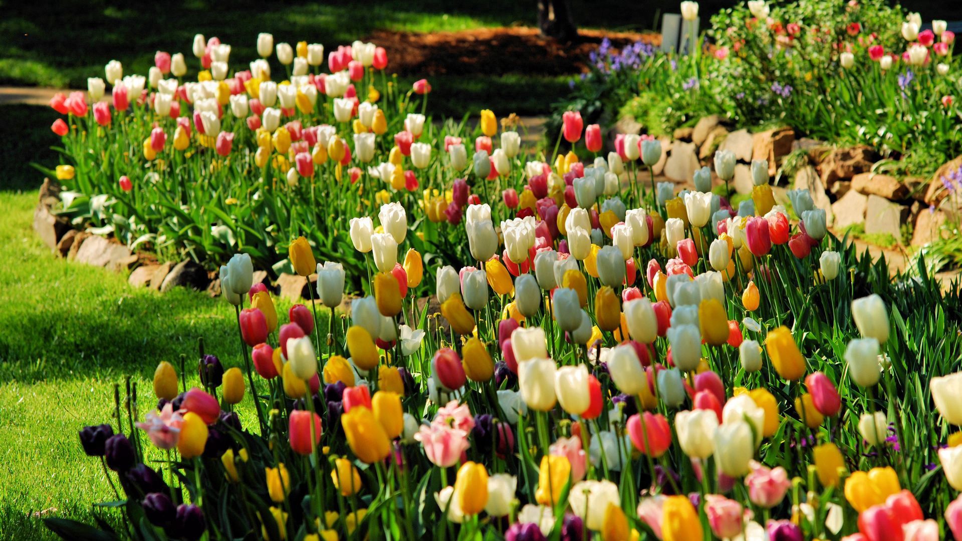Téléchargez gratuitement l'image Nature, Fleurs, Parterre, Tulipes, Parterre De Fleurs sur le bureau de votre PC