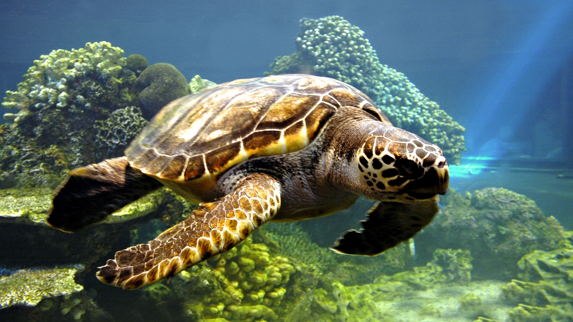 316940 Hintergrundbild herunterladen tiere, meeresschildkröte, unterwasser, schildkröten - Bildschirmschoner und Bilder kostenlos