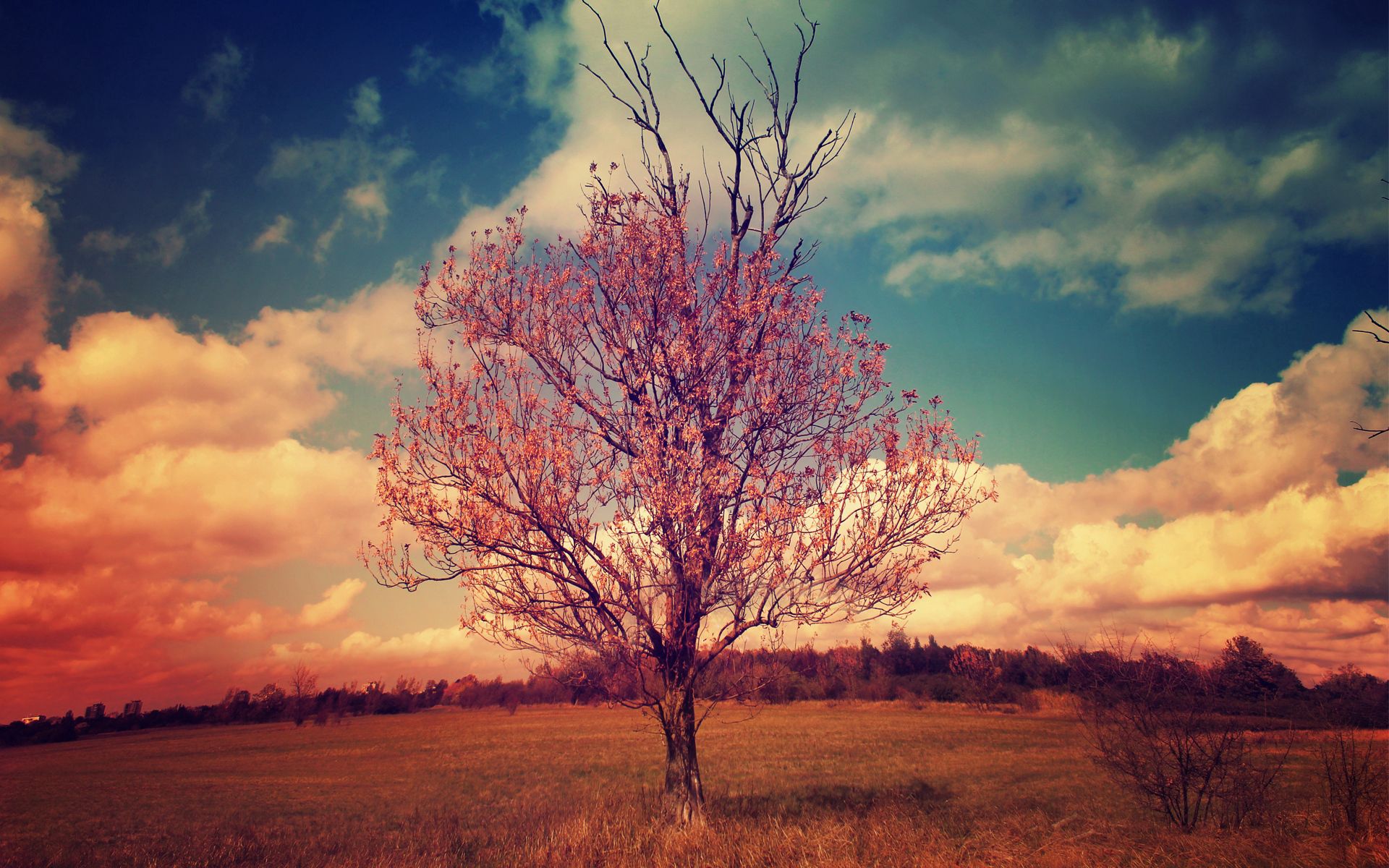 clouds, landscape, nature, wood, tree, crown, krone, branches for android