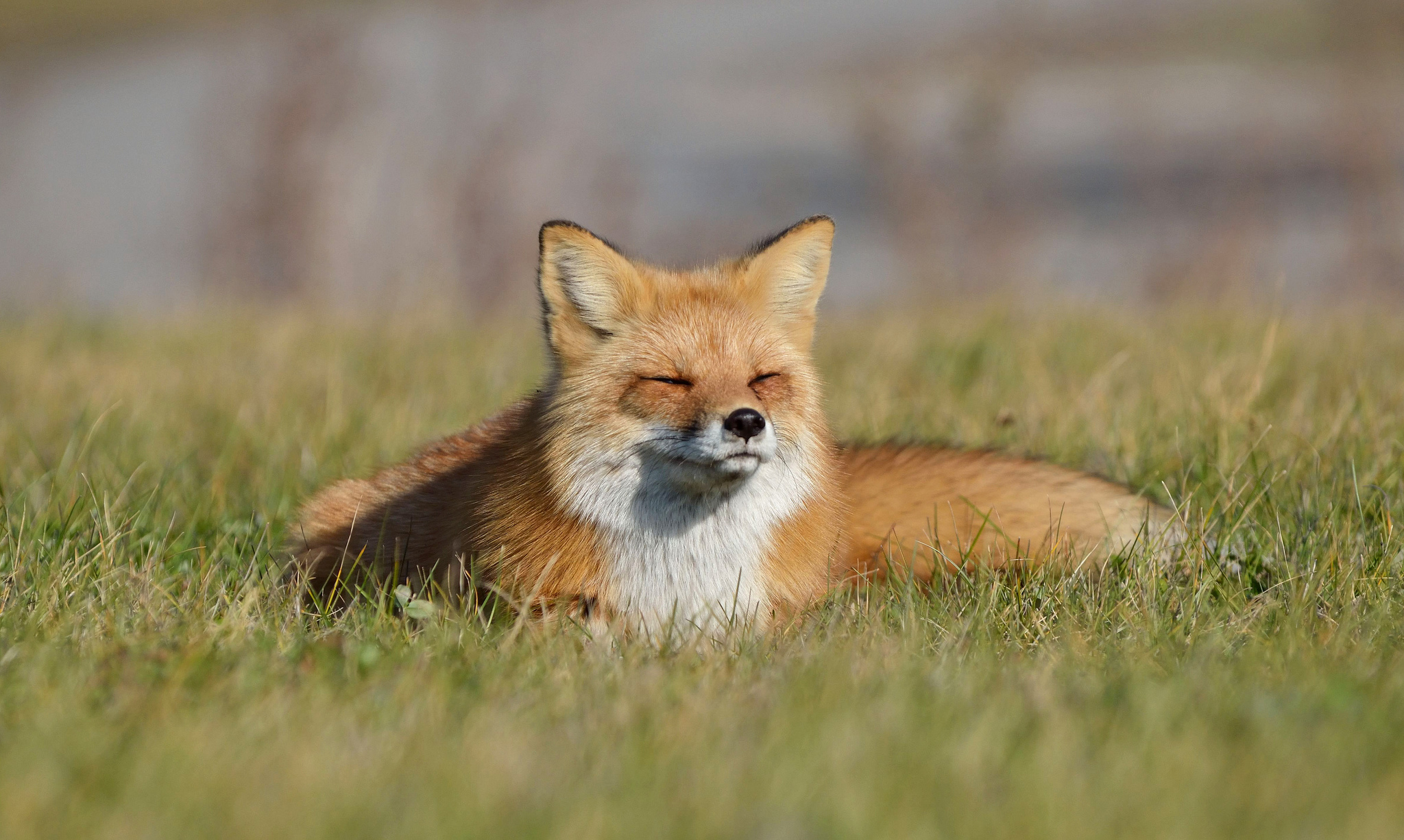 Free HD lie, fox, animals, grass, to lie down
