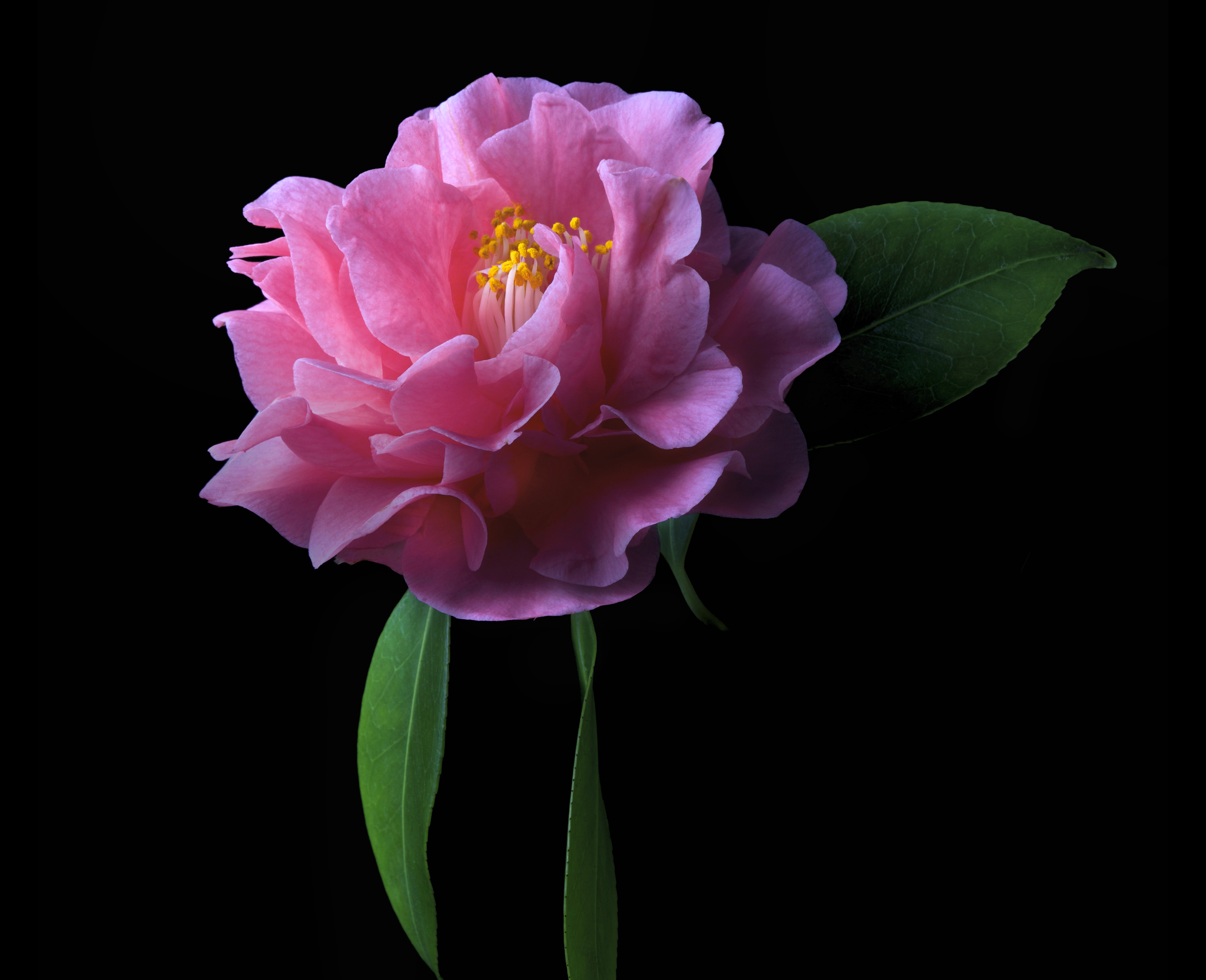 Free HD earth, camellia, close up, flower, pink flower, flowers