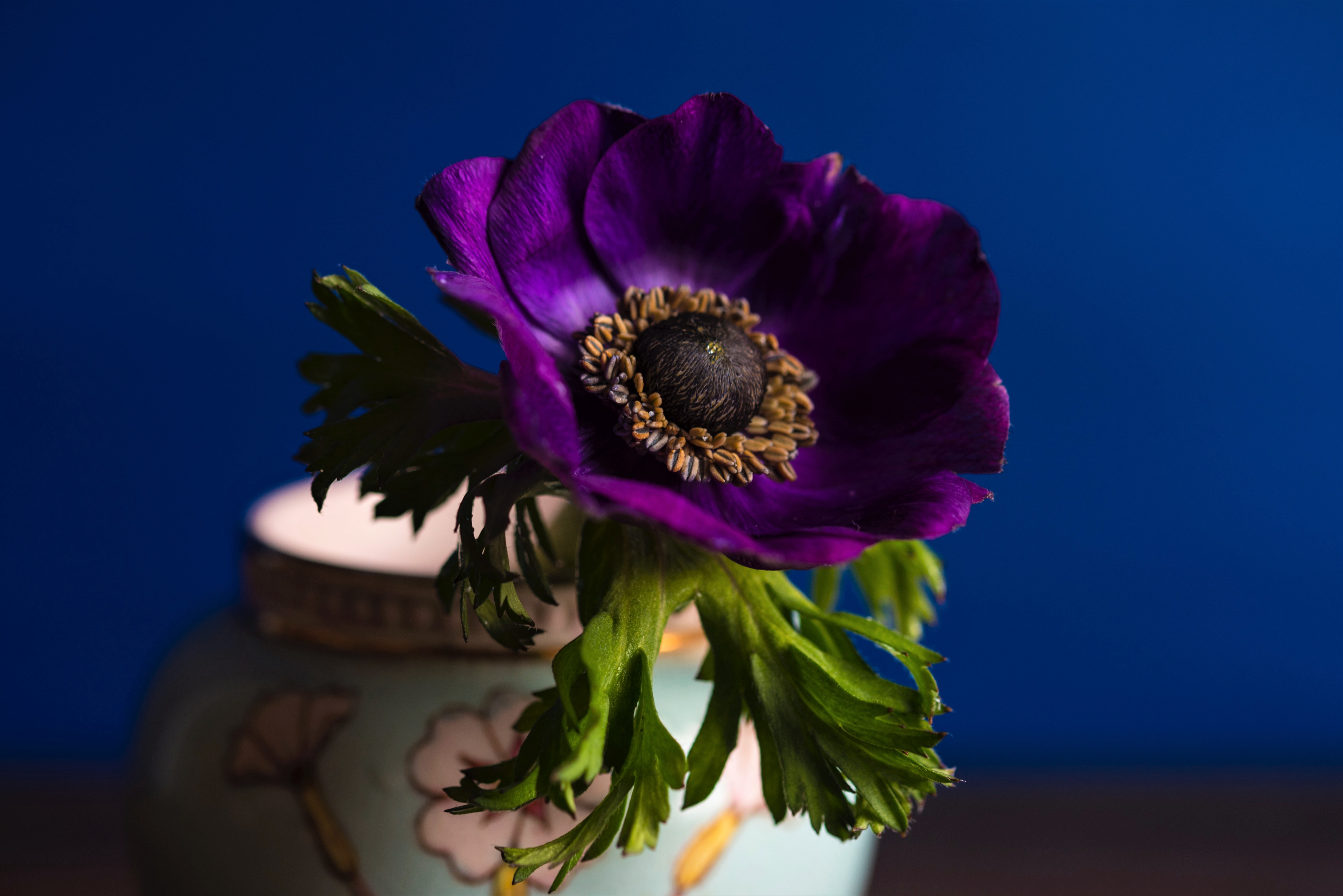 man made, flower, anemone, leaf, purple flower, vase 2160p