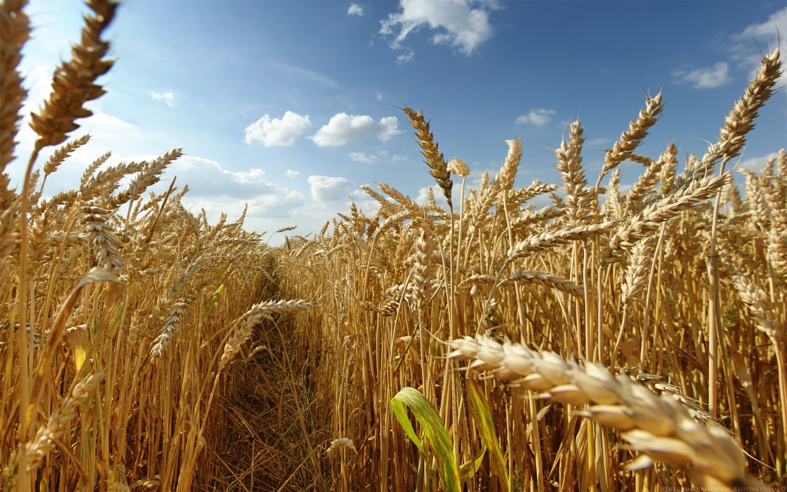 Картинки поле пшеницы