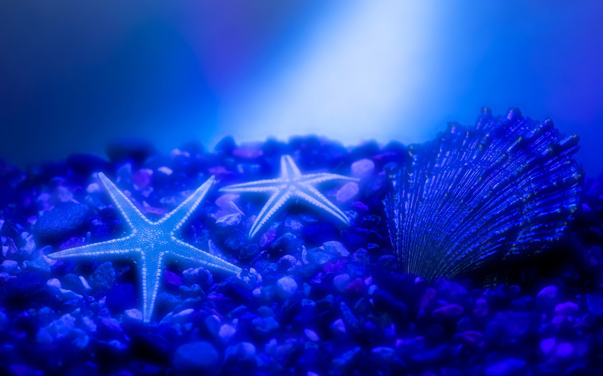 20131 Hintergrundbild herunterladen tiere, sea, shells, starfish, blau - Bildschirmschoner und Bilder kostenlos